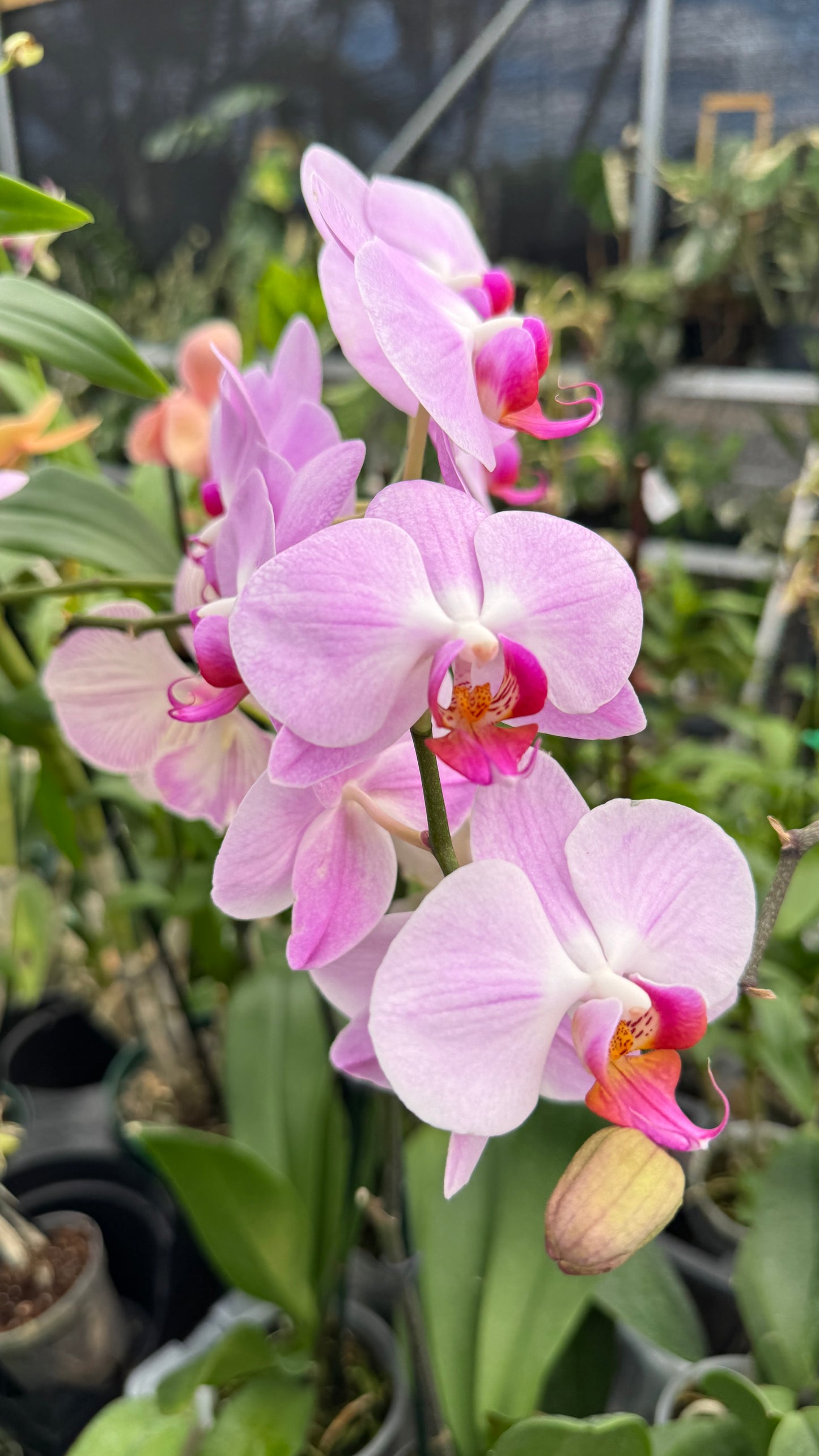 phalaenopsis pink 5"