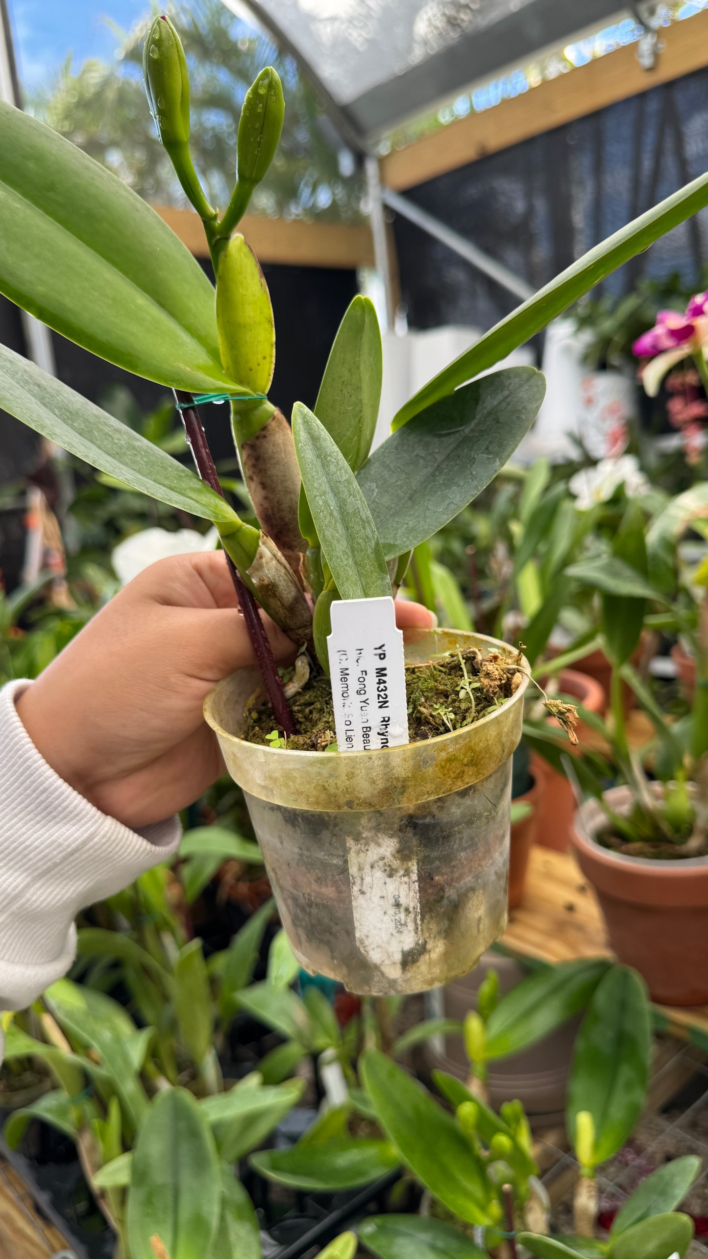 rlc fong yuan beauty 4"