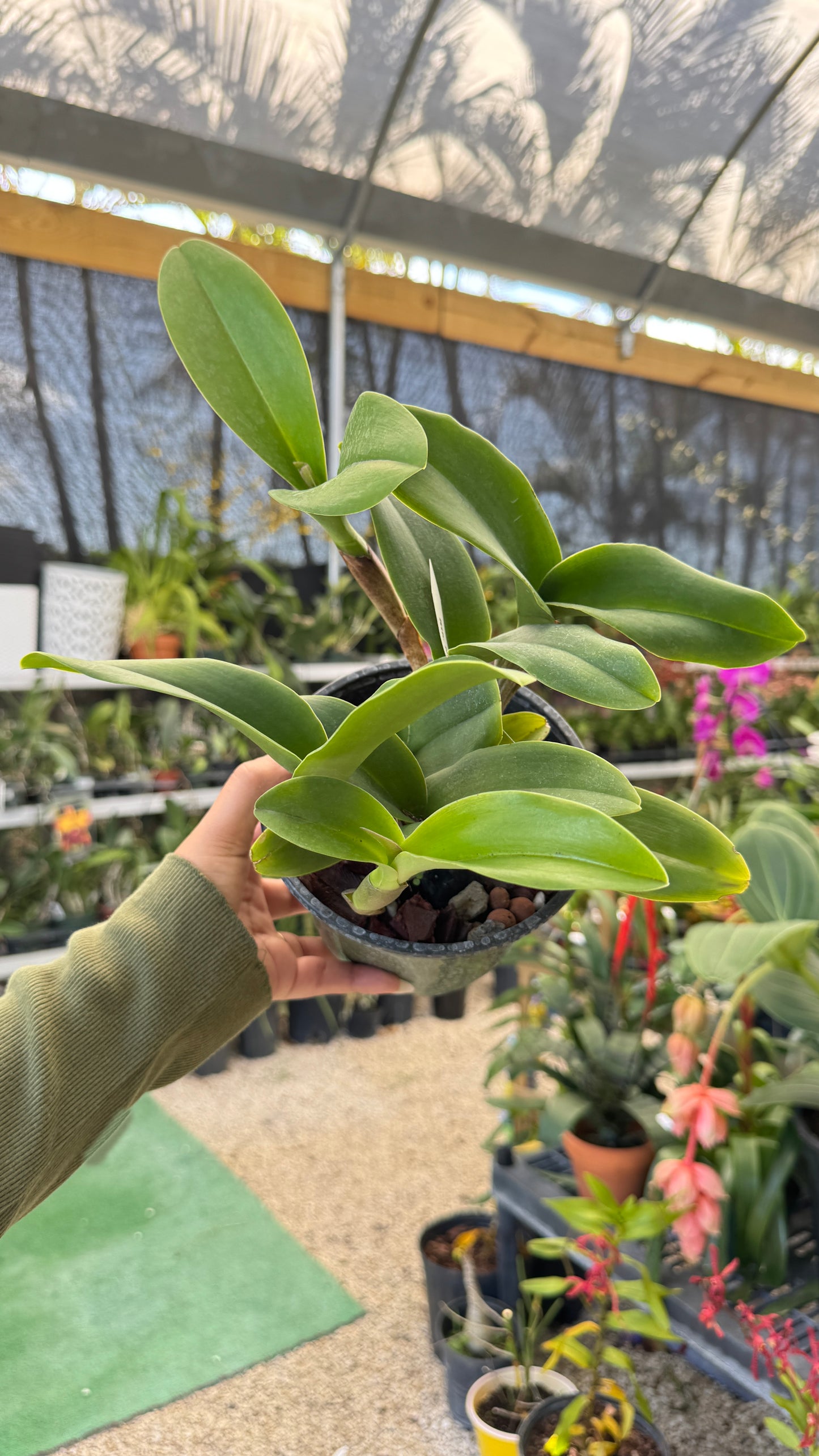 Rth. Nell Hammer (0022) NO FLOWER