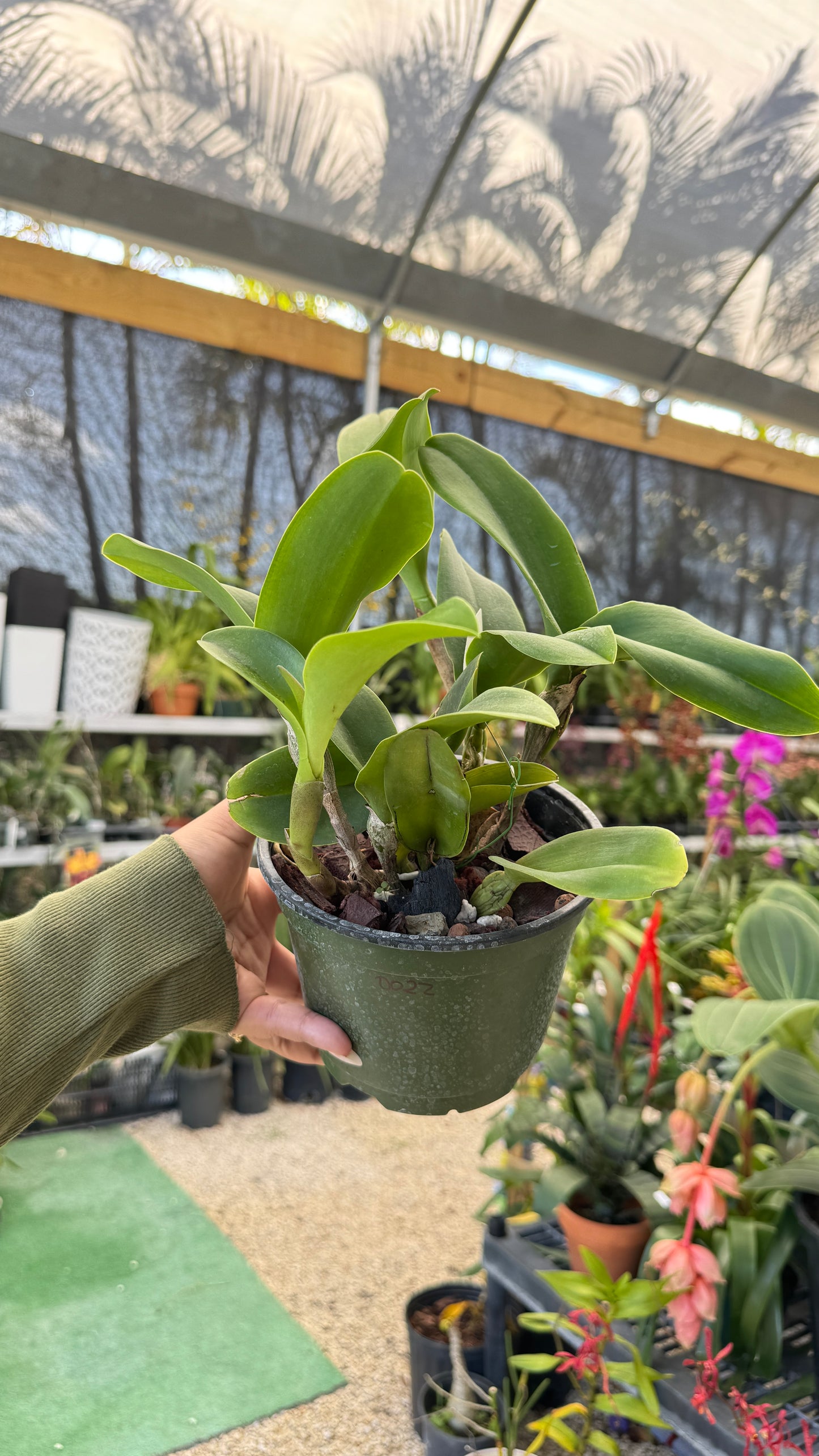 Rth. Nell Hammer (0022) NO FLOWER