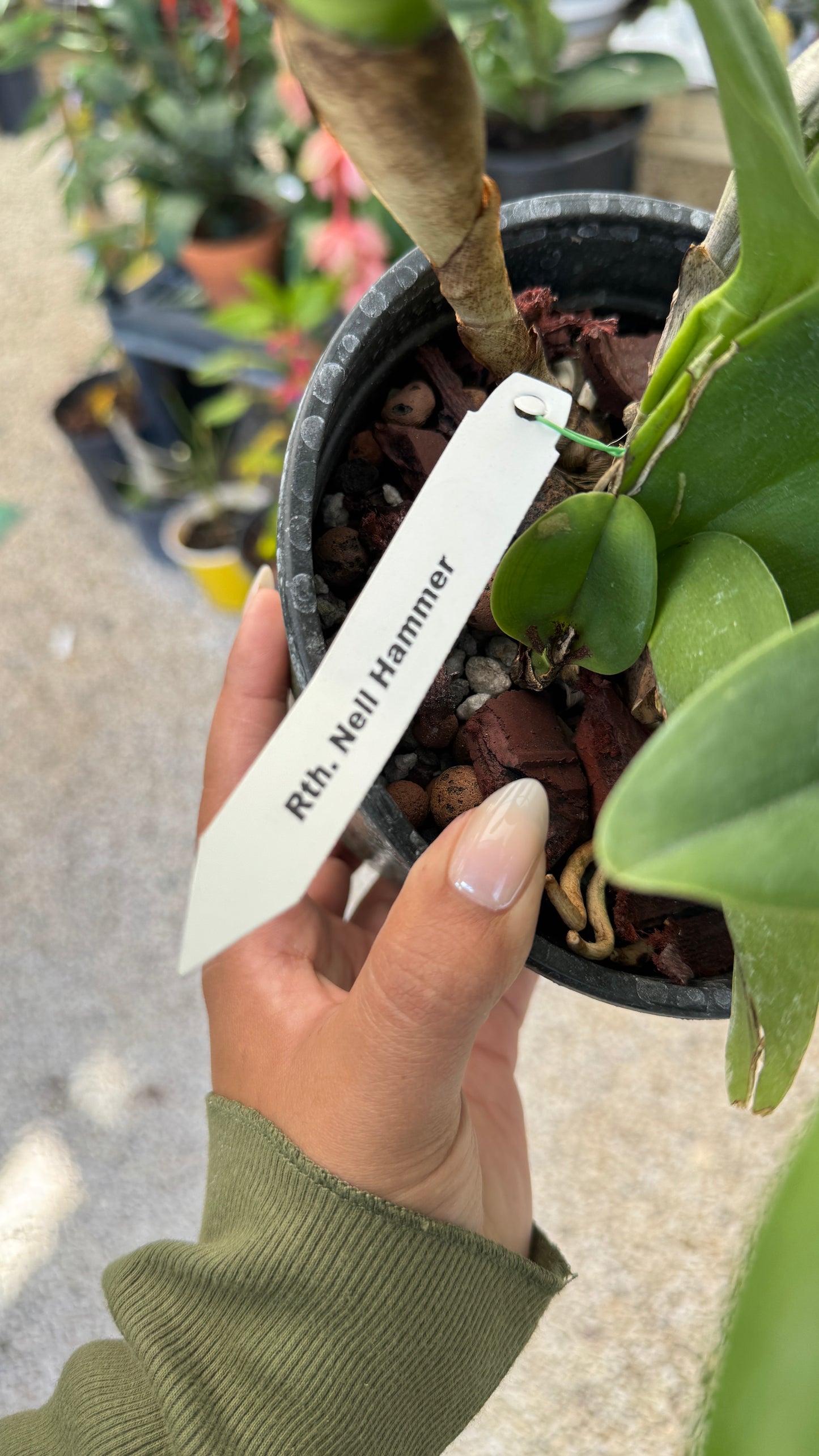 Rth. Nell Hammer (0022) NO FLOWER