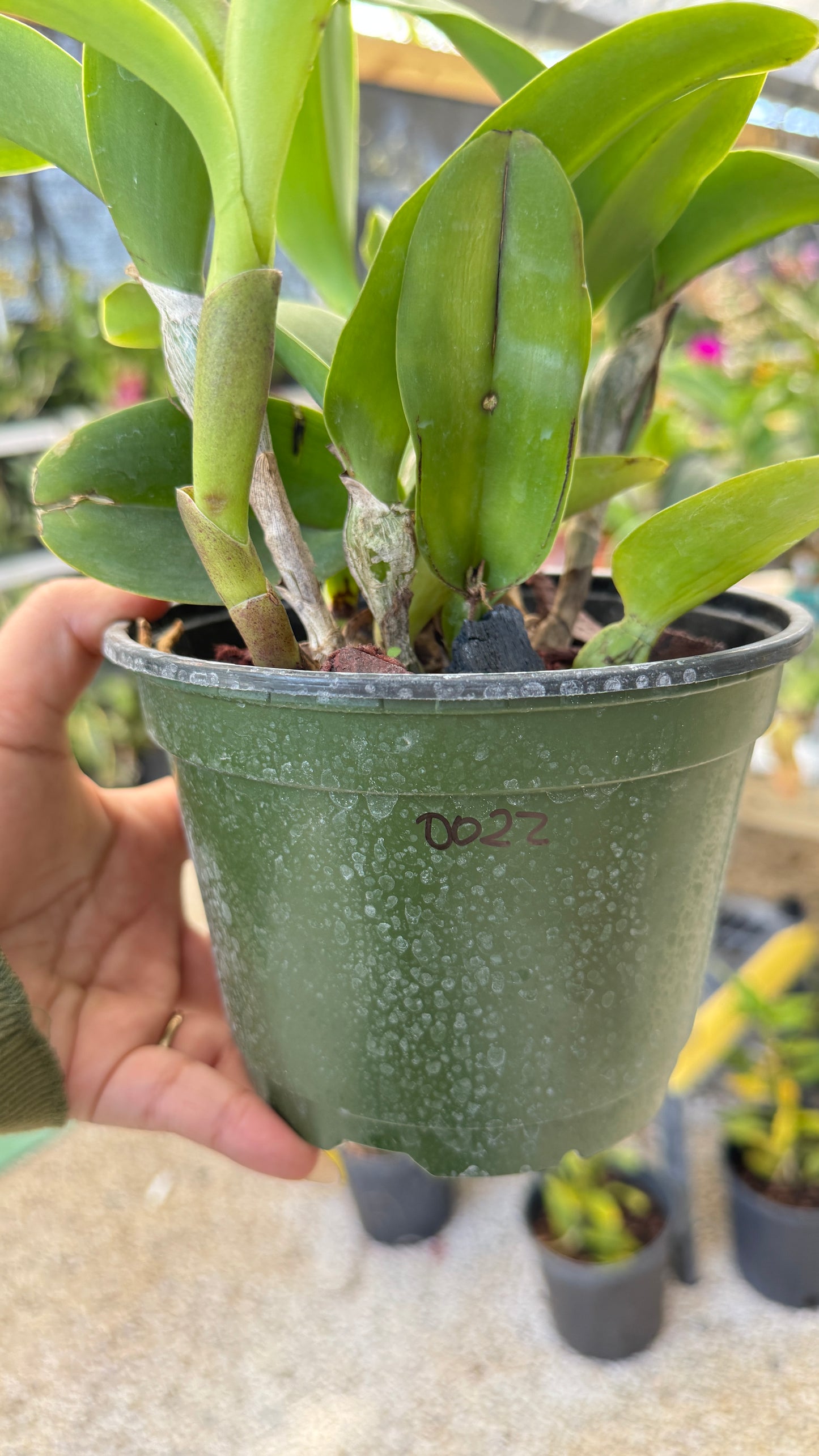 Rth. Nell Hammer (0022) NO FLOWER