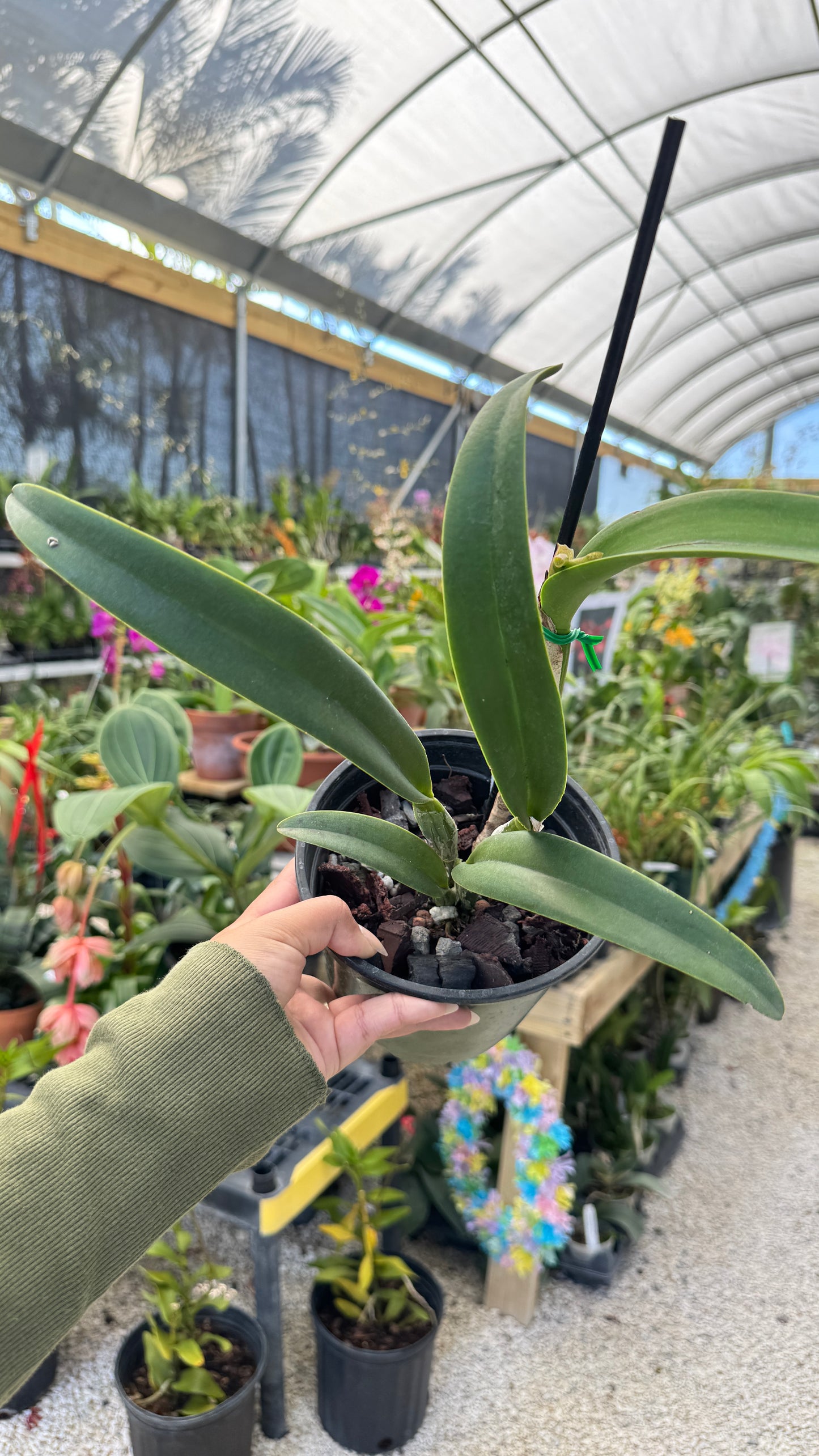 Rth. Sunrise passion 6" (0023) NO FLOWER