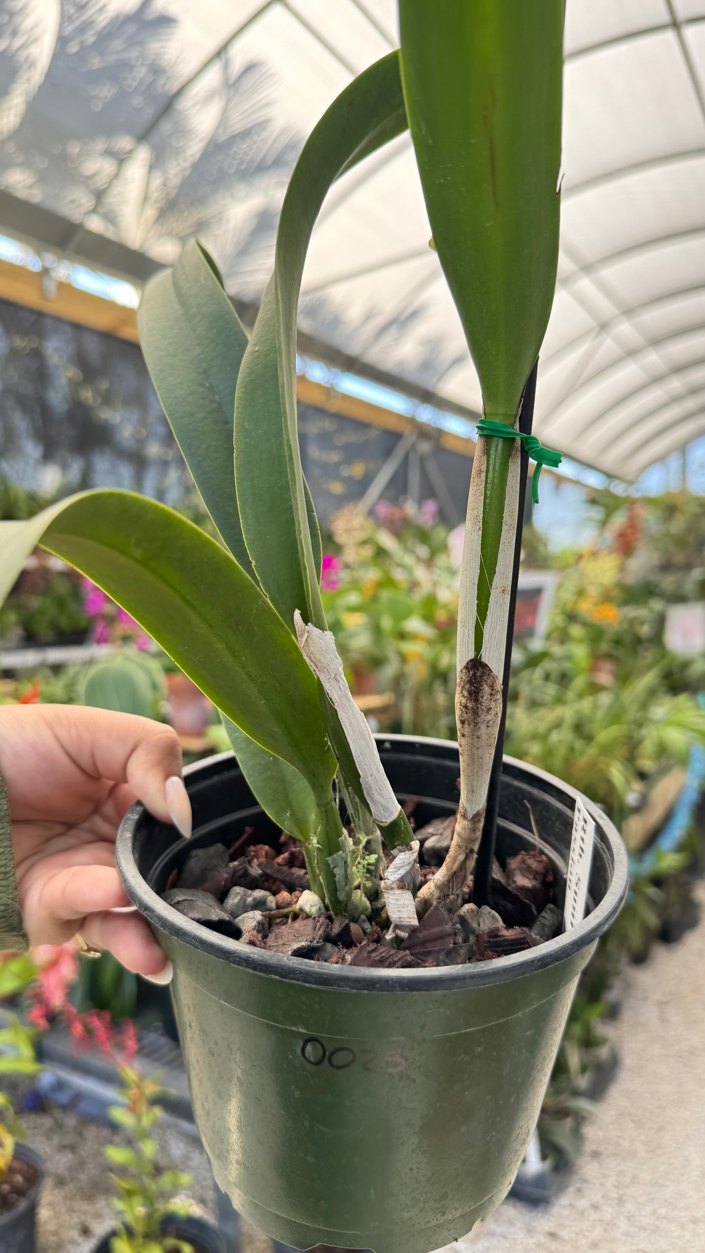 Rth. Sunrise passion 6" (0023) NO FLOWER