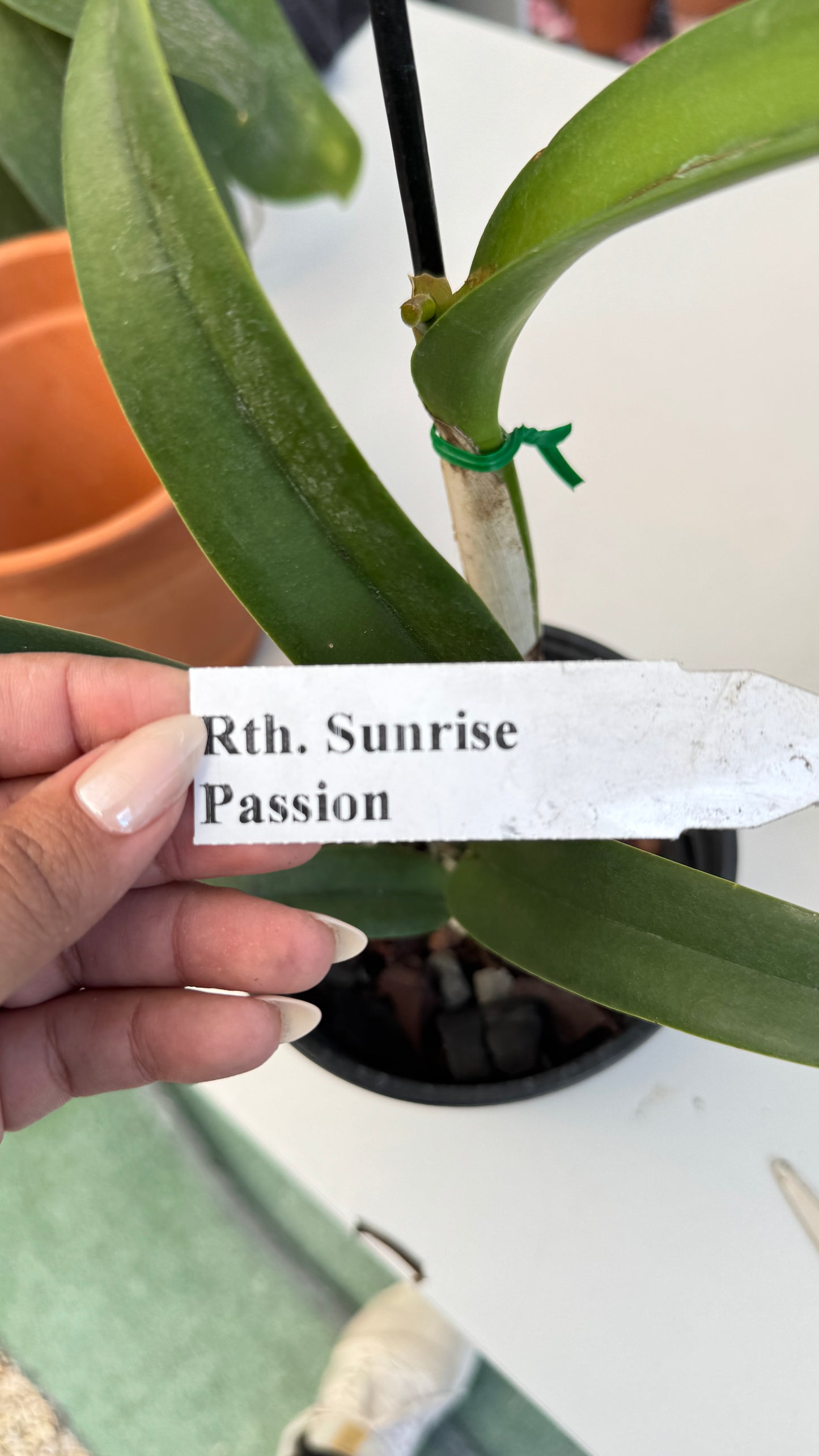 Rth. Sunrise passion 6" (0023) NO FLOWER