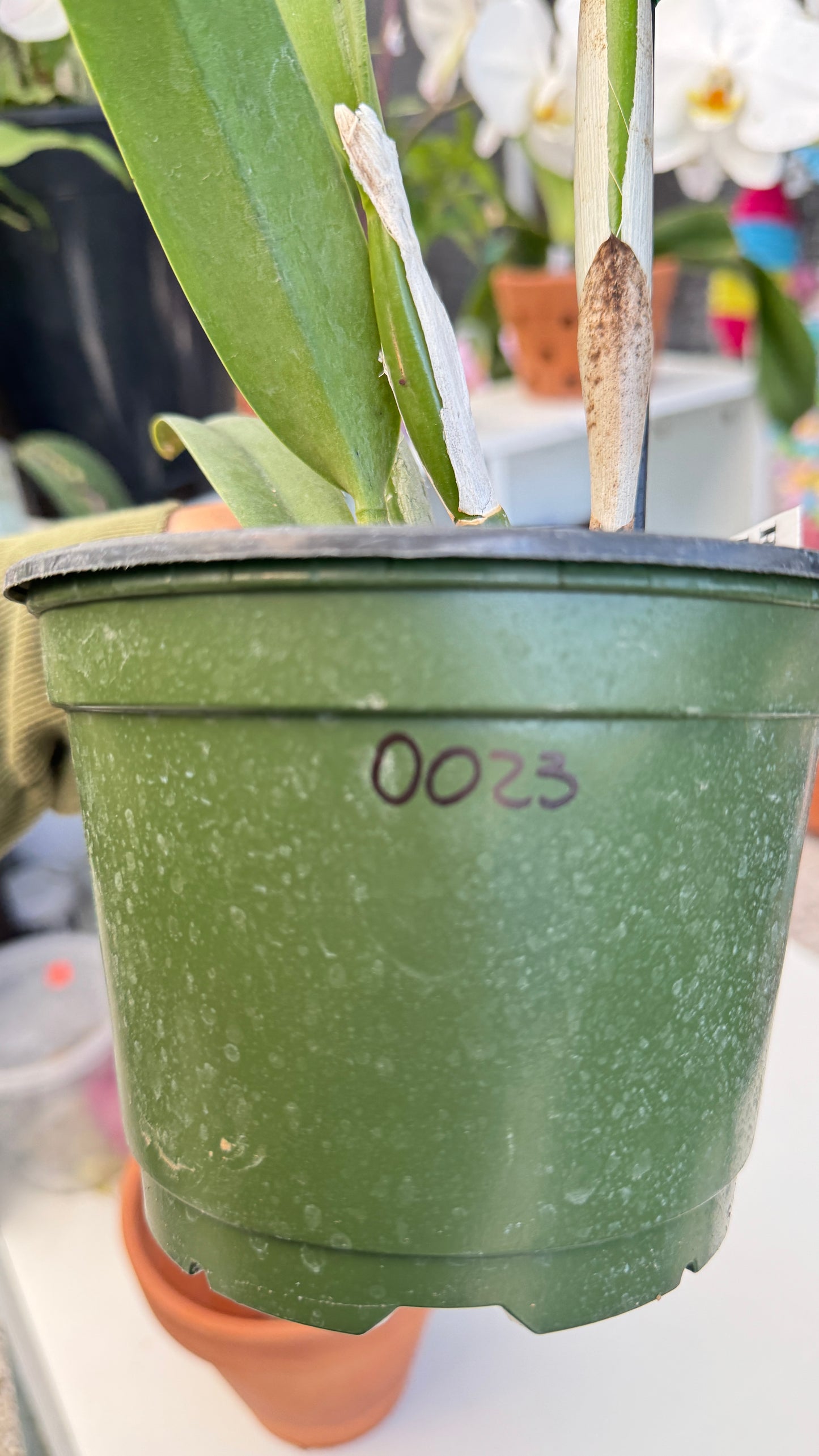 Rth. Sunrise passion 6" (0023) NO FLOWER