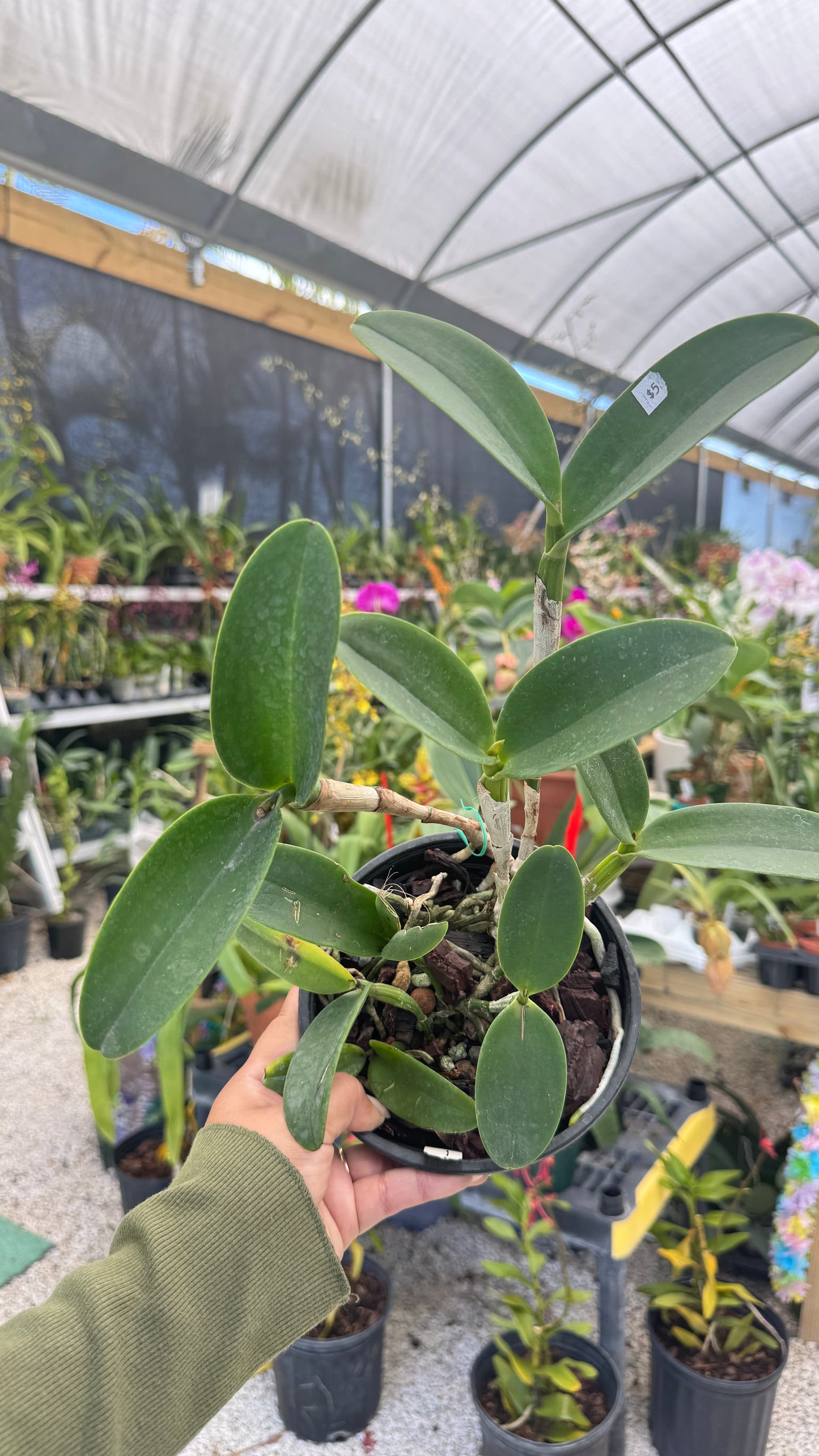 CTT. Ratsima Spot 6" (0030) NO FLOWER