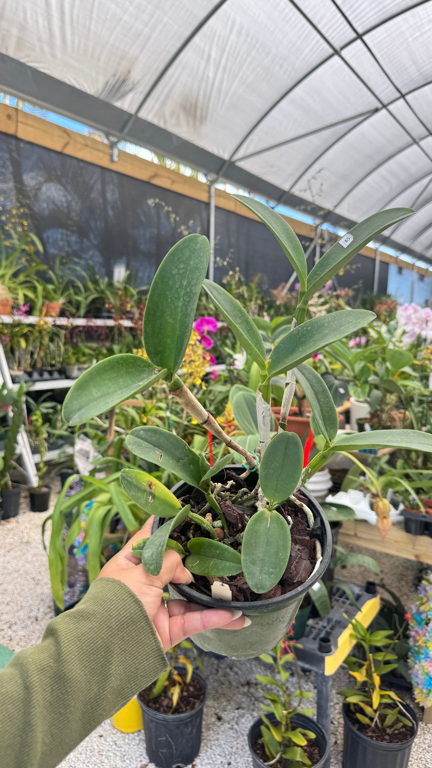 CTT. Ratsima Spot 6" (0030) NO FLOWER