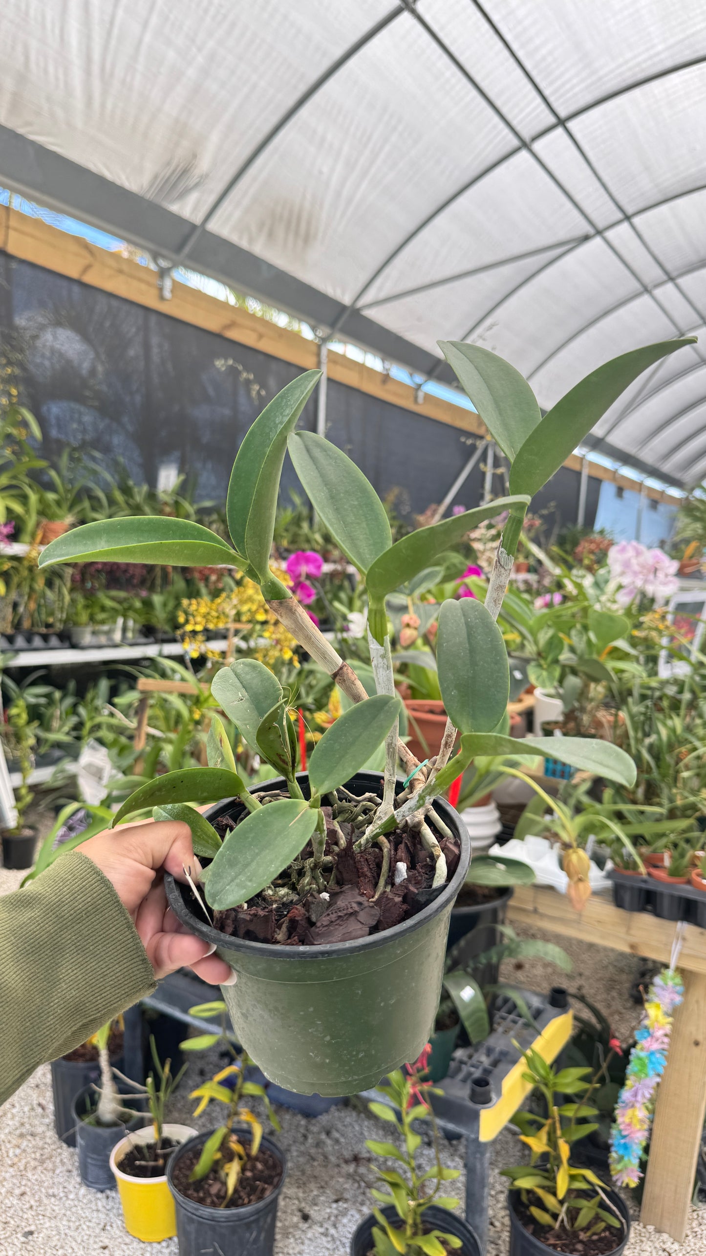 CTT. Ratsima Spot 6" (0030) NO FLOWER