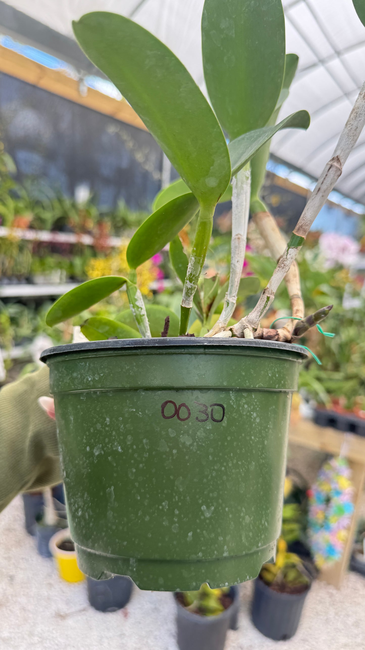 CTT. Ratsima Spot 6" (0030) NO FLOWER