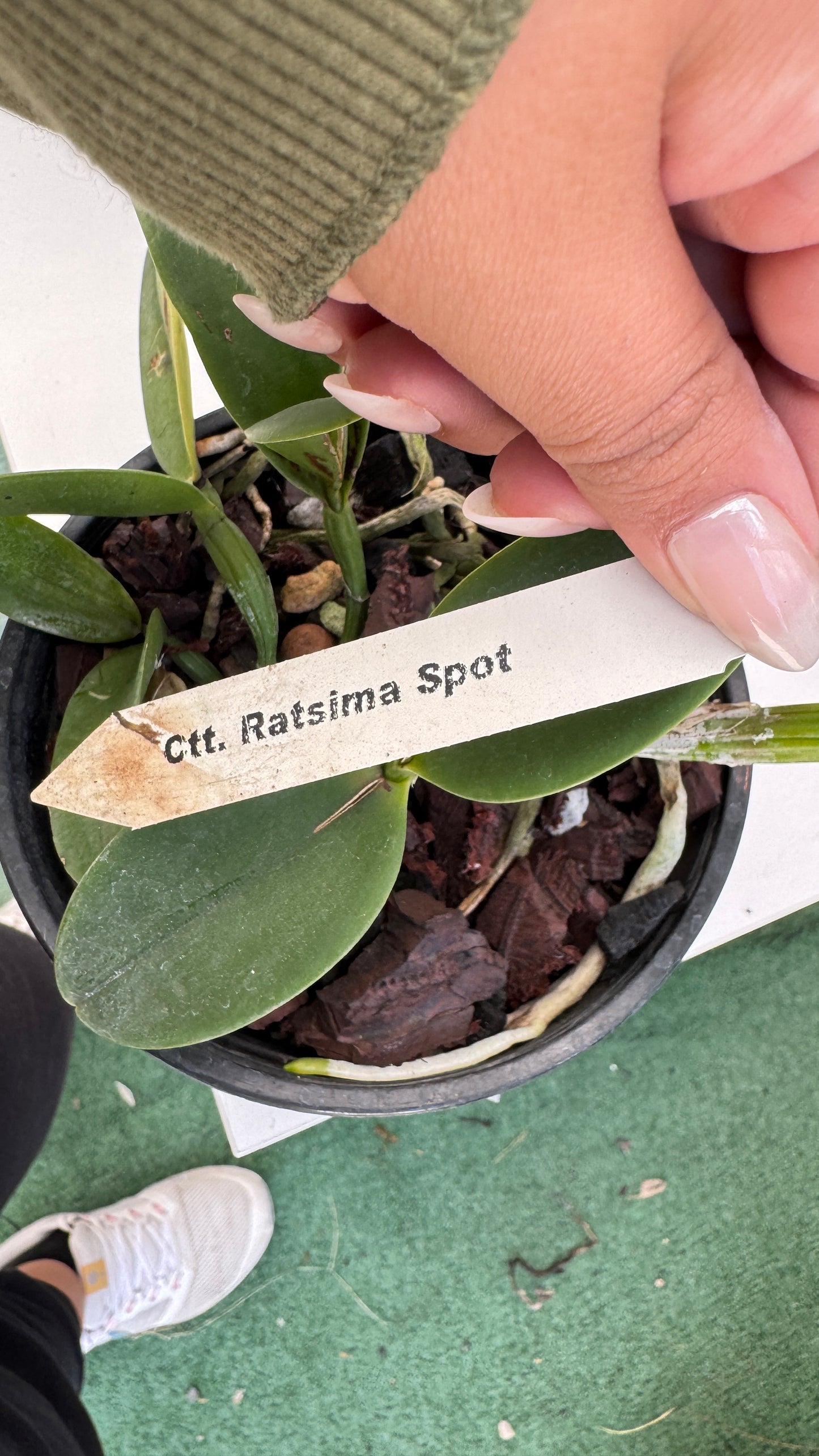 CTT. Ratsima Spot 6" (0030) NO FLOWER