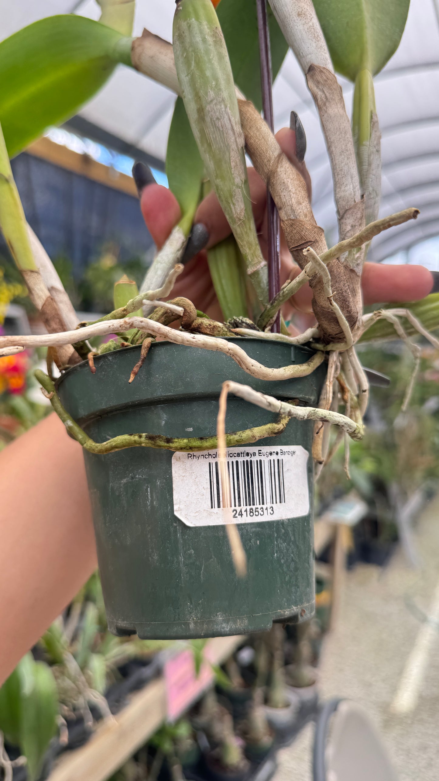 rhyncholaelicattleya eugene beauty 4"