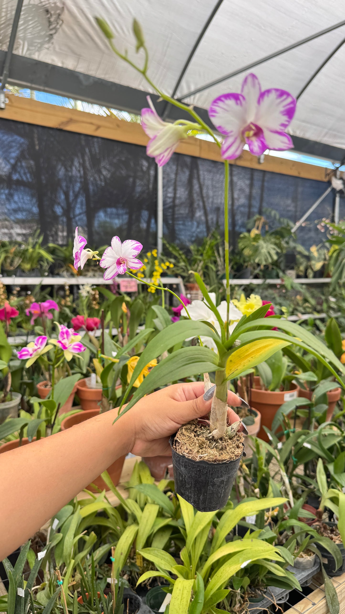 dendrobium enobi splash 3"