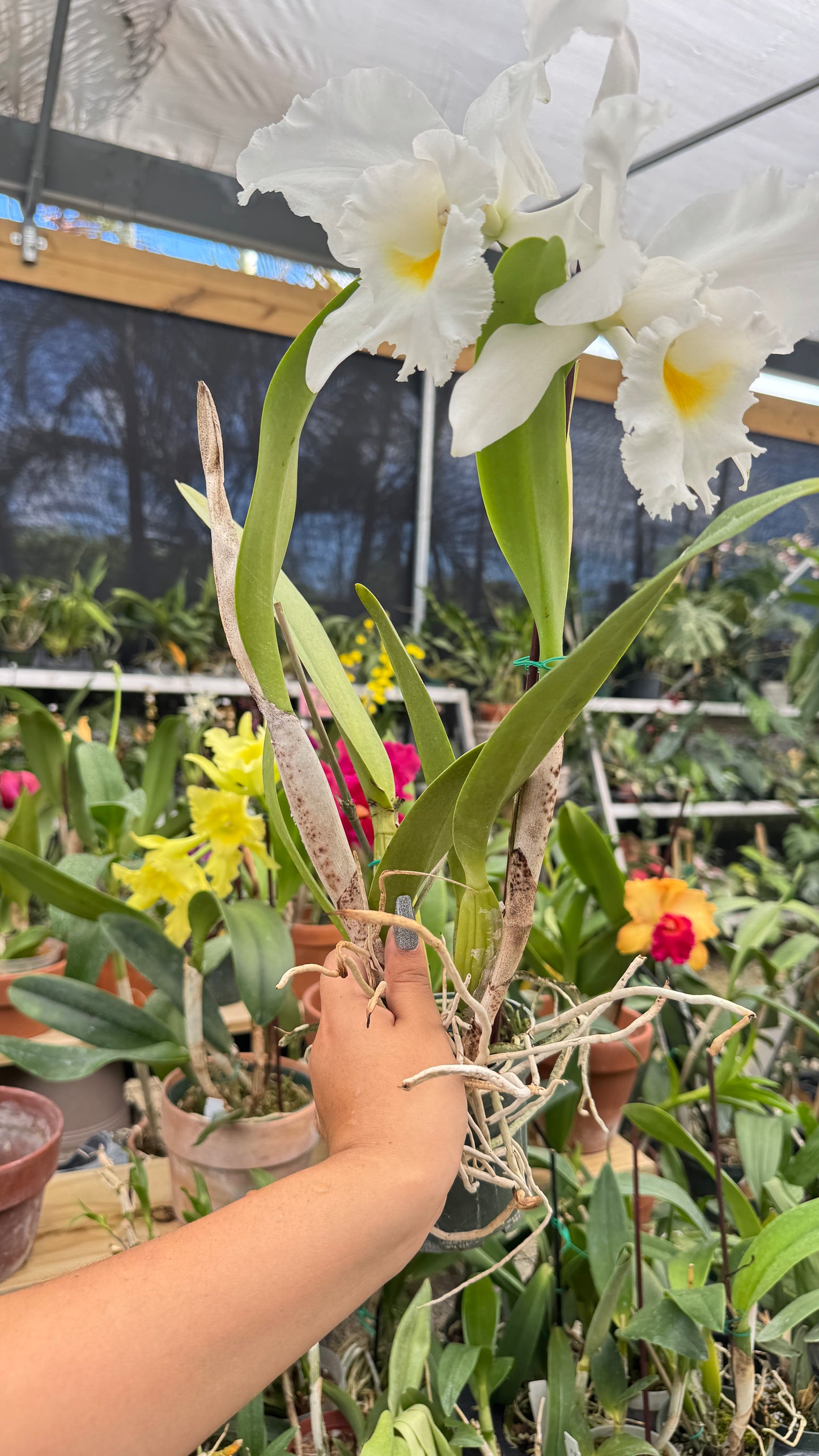 cattleya monita cholina 4