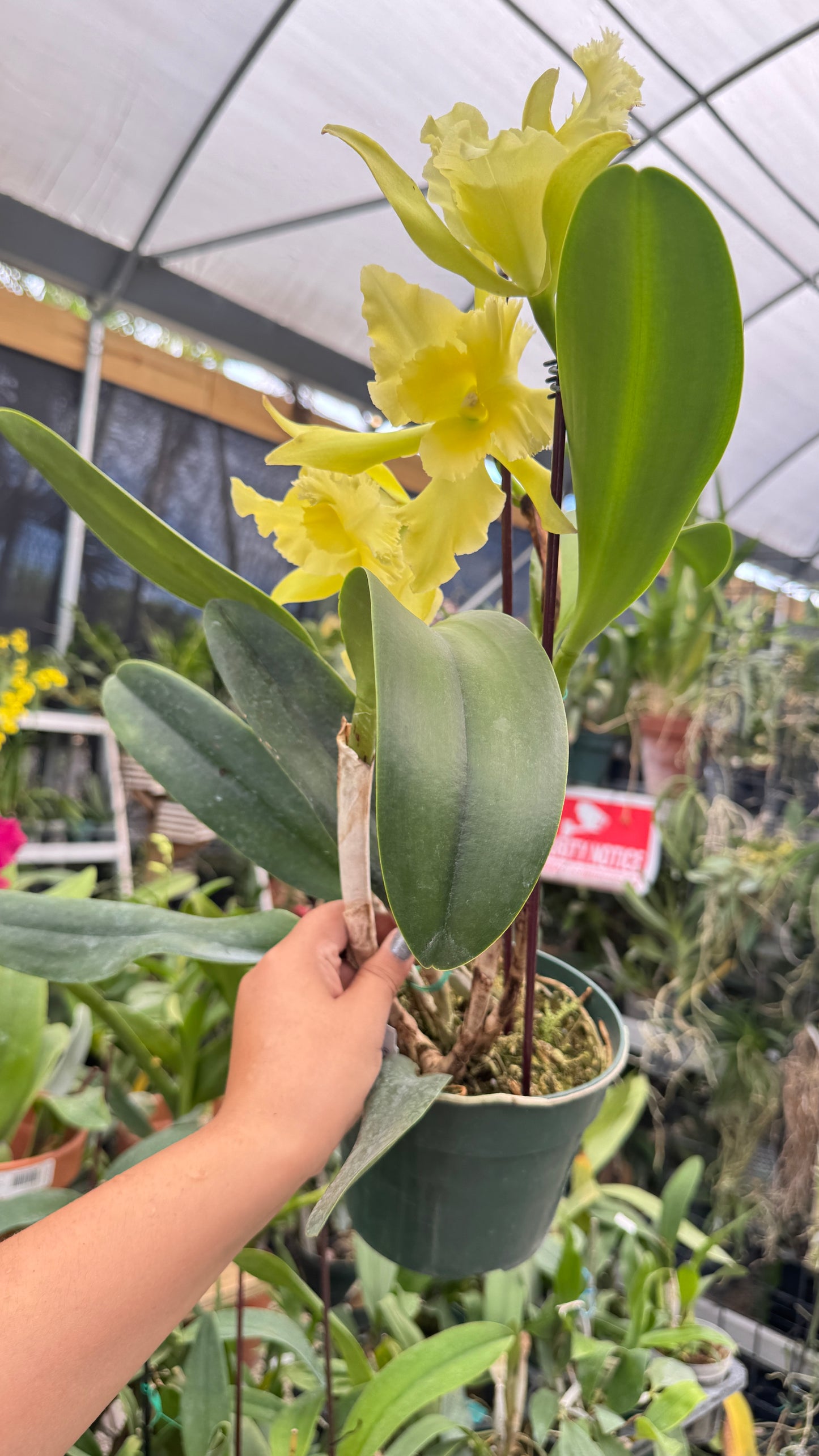 cattleya ports of paradise 6"