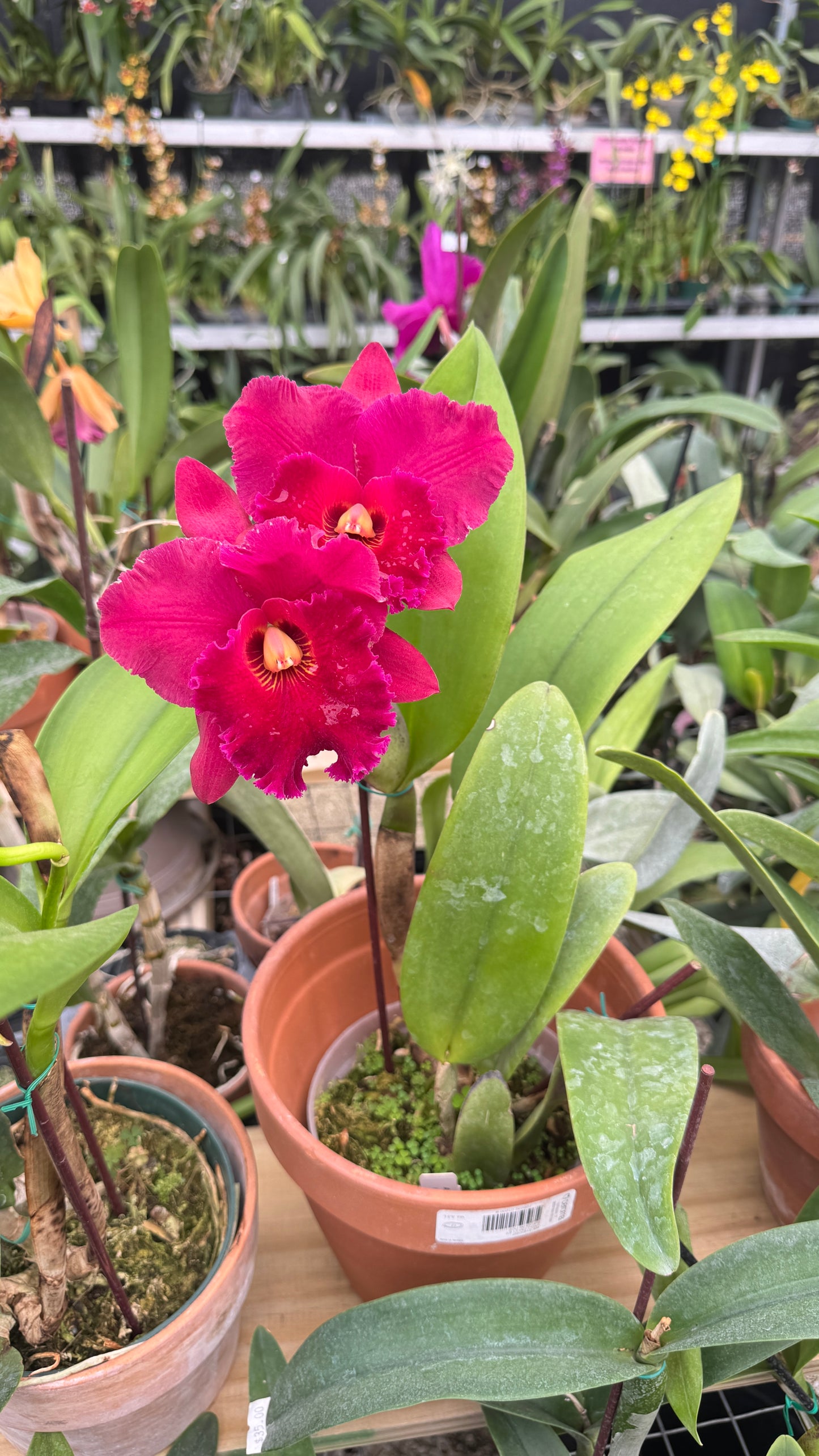 rlc. krulls carolina 6"