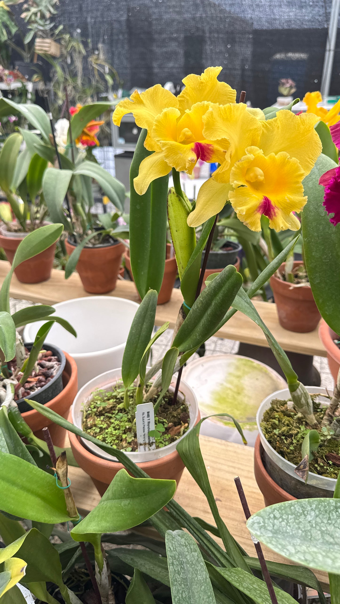 rc. suzuki preciosa 6"