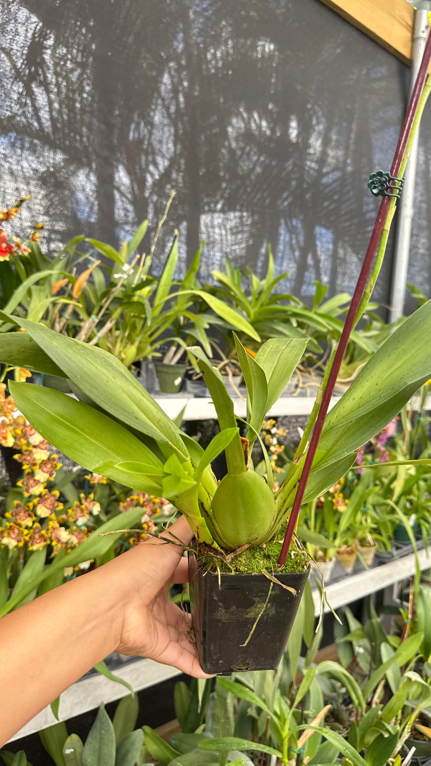 vuyl celtic sun maya 4"