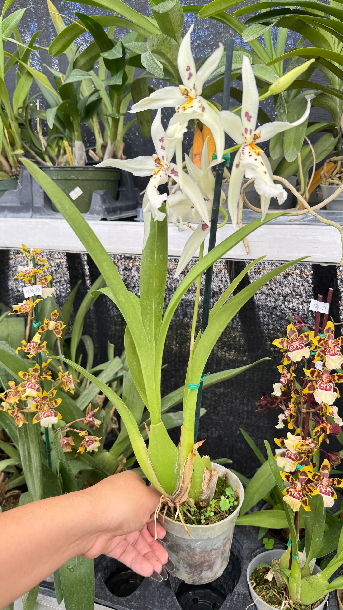 oncidium white 4"