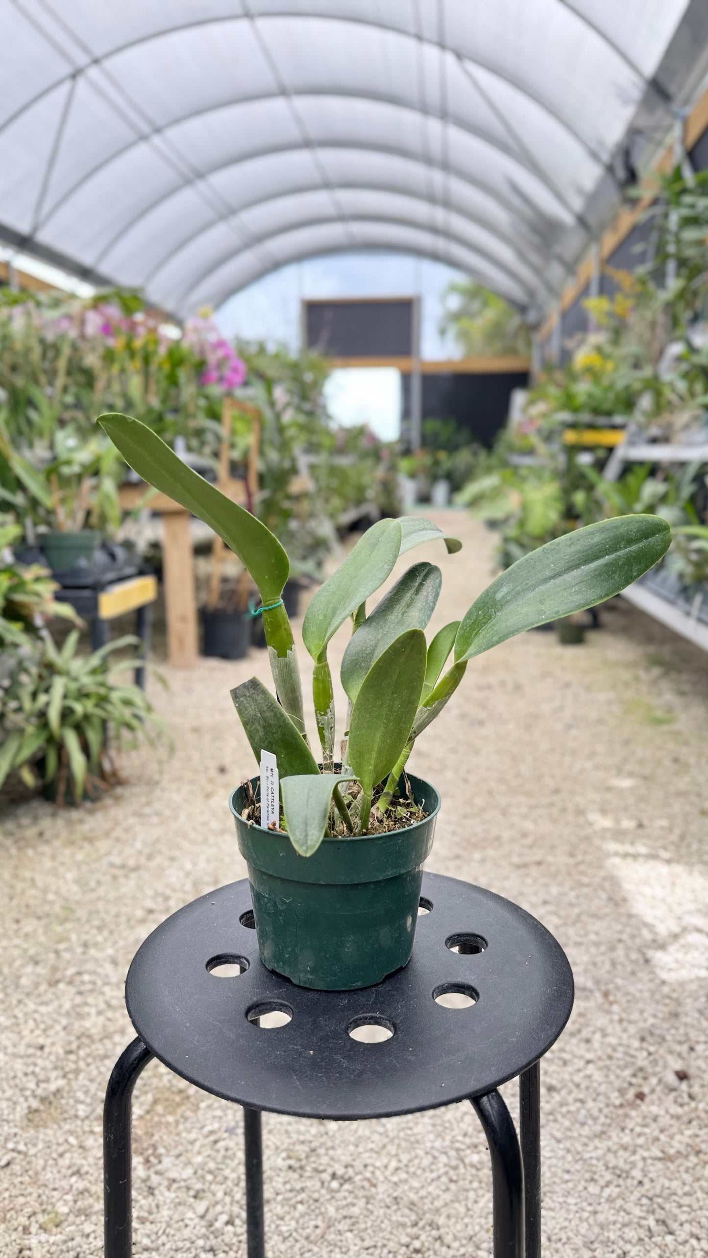 RLC. BIRD PORTS OF PARADISE 'GREEN CHING HUA' 6" (308)