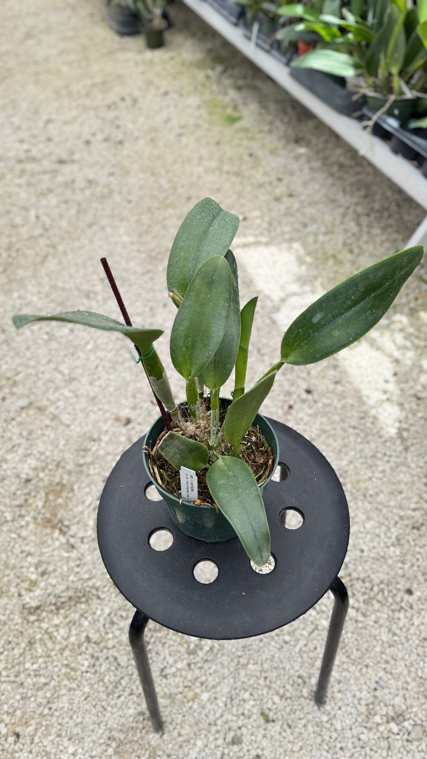 RLC. BIRD PORTS OF PARADISE 'GREEN CHING HUA' 6" (308)