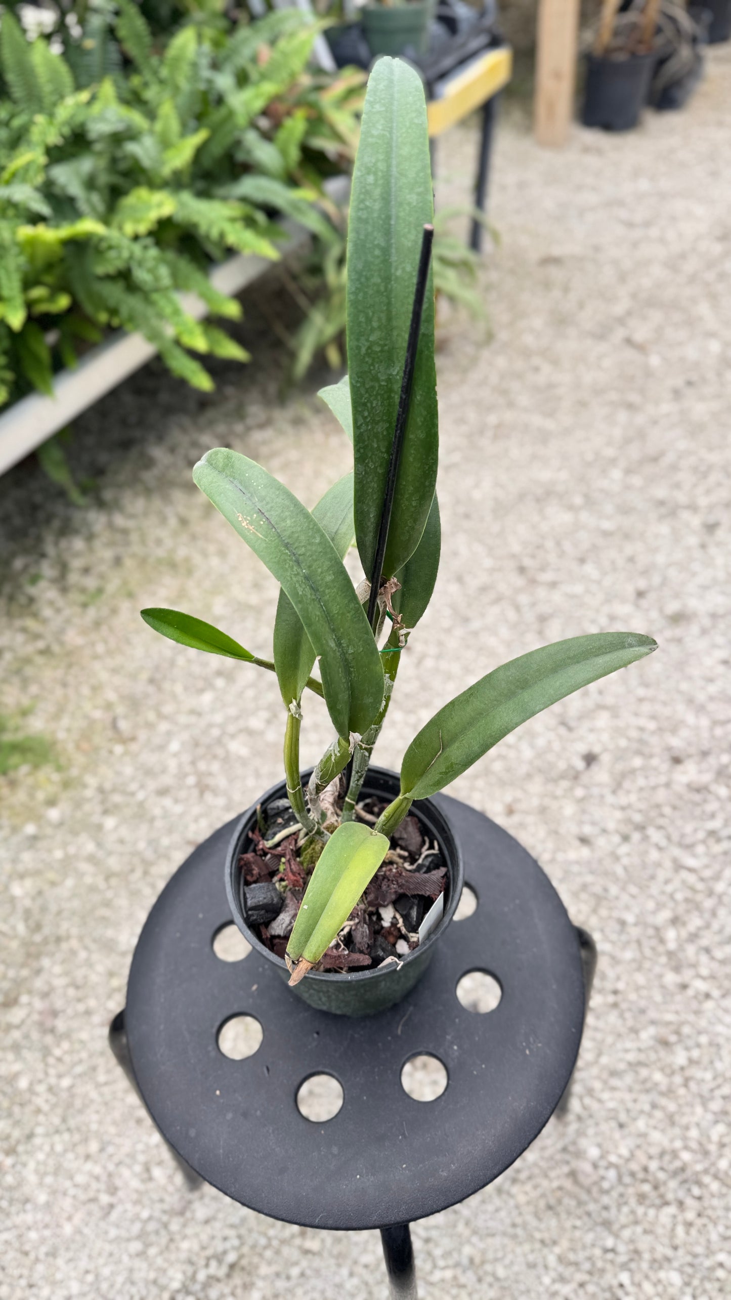 RTH. SUNRISE PASSION 6" 312