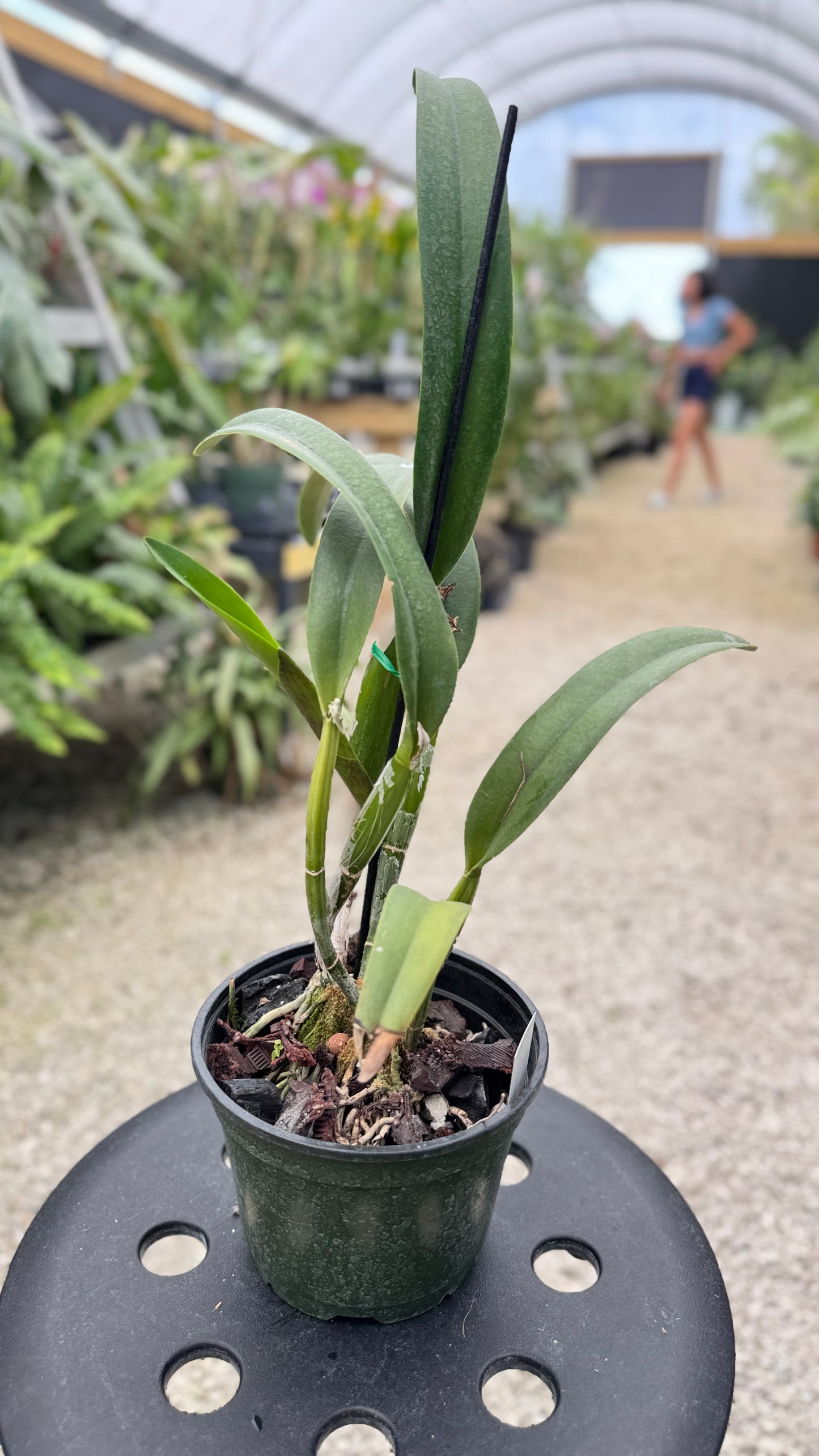 RTH. SUNRISE PASSION 6" 312