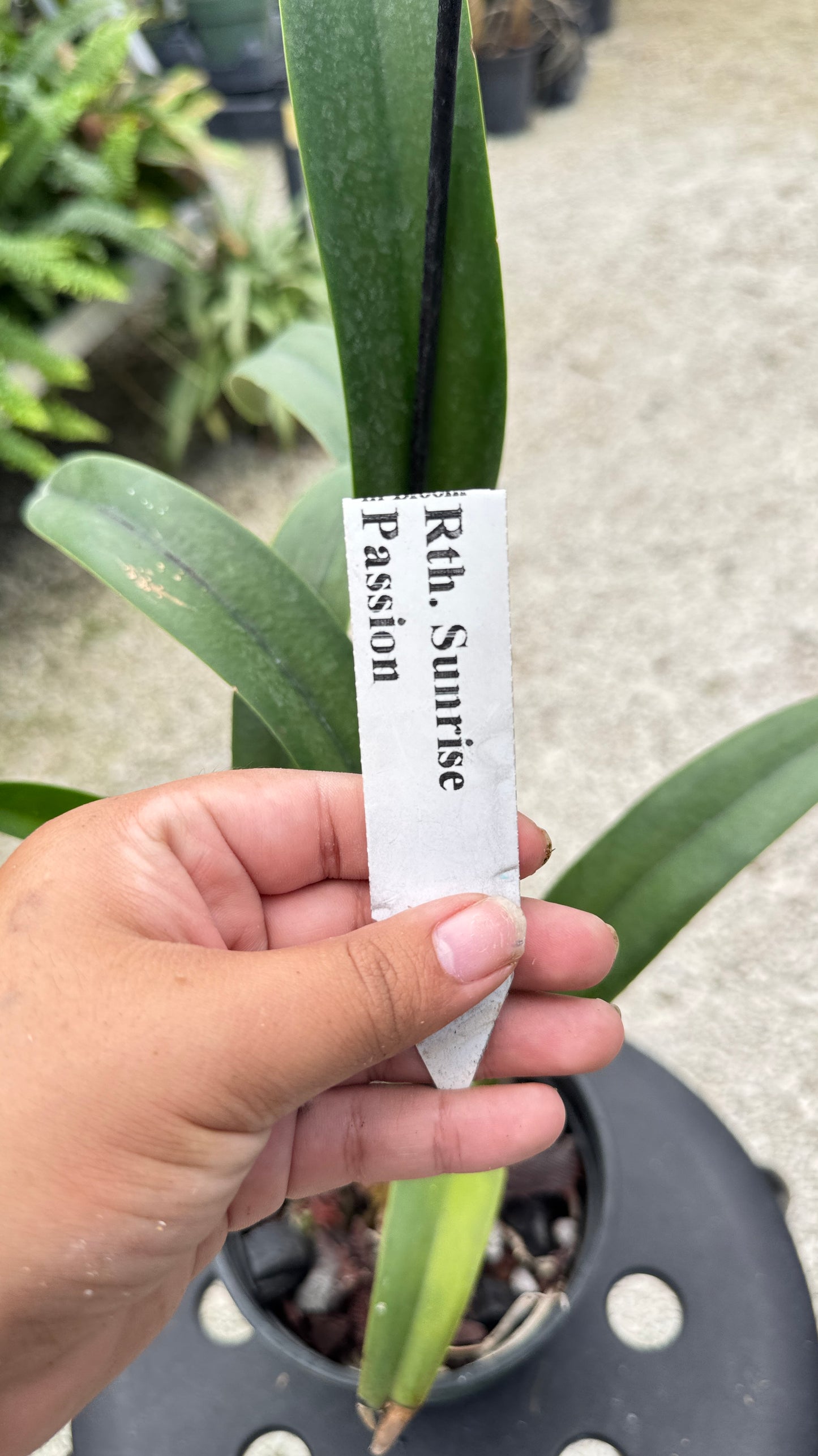 RTH. SUNRISE PASSION 6" 312