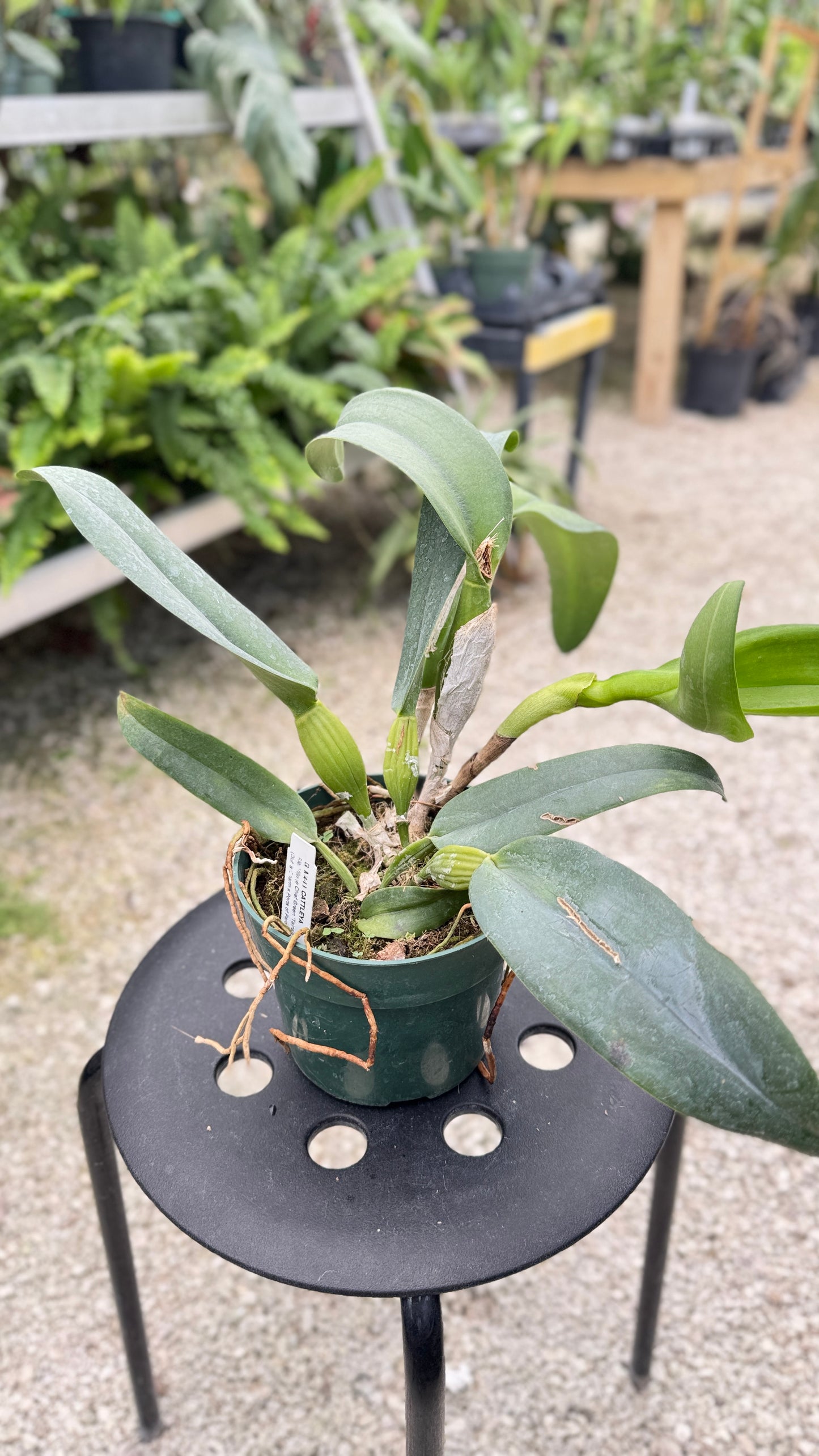 RLC. VILLAGE CHIEF GREEN TAINAN 6" 313