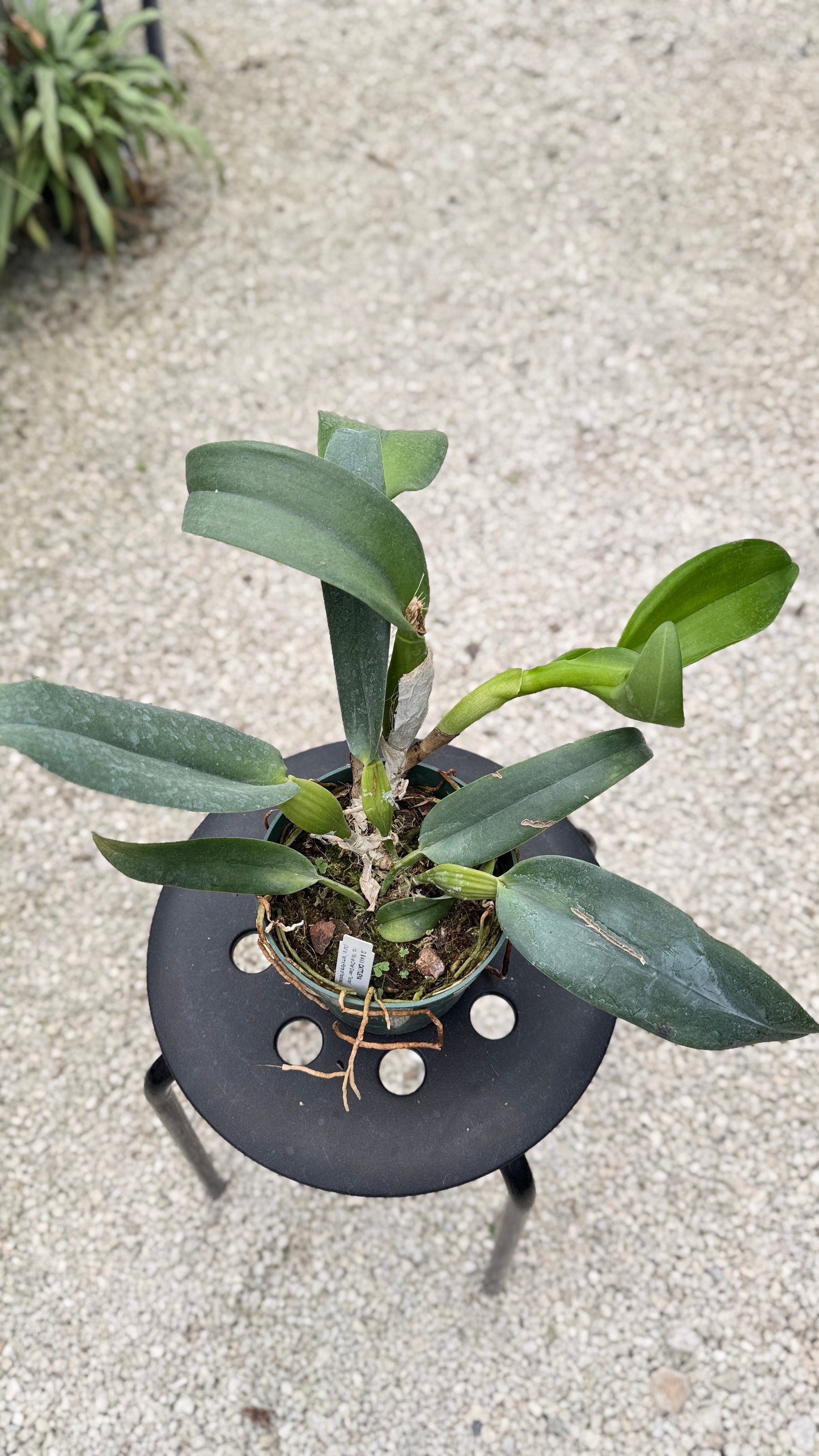 RLC. VILLAGE CHIEF GREEN TAINAN 6" 313