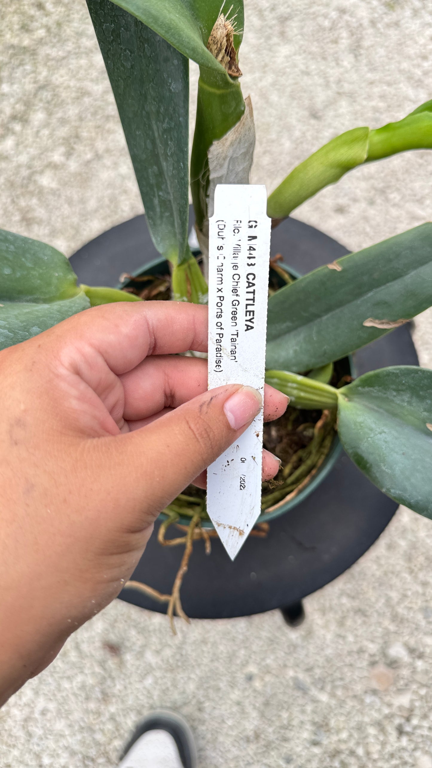 RLC. VILLAGE CHIEF GREEN TAINAN 6" 313