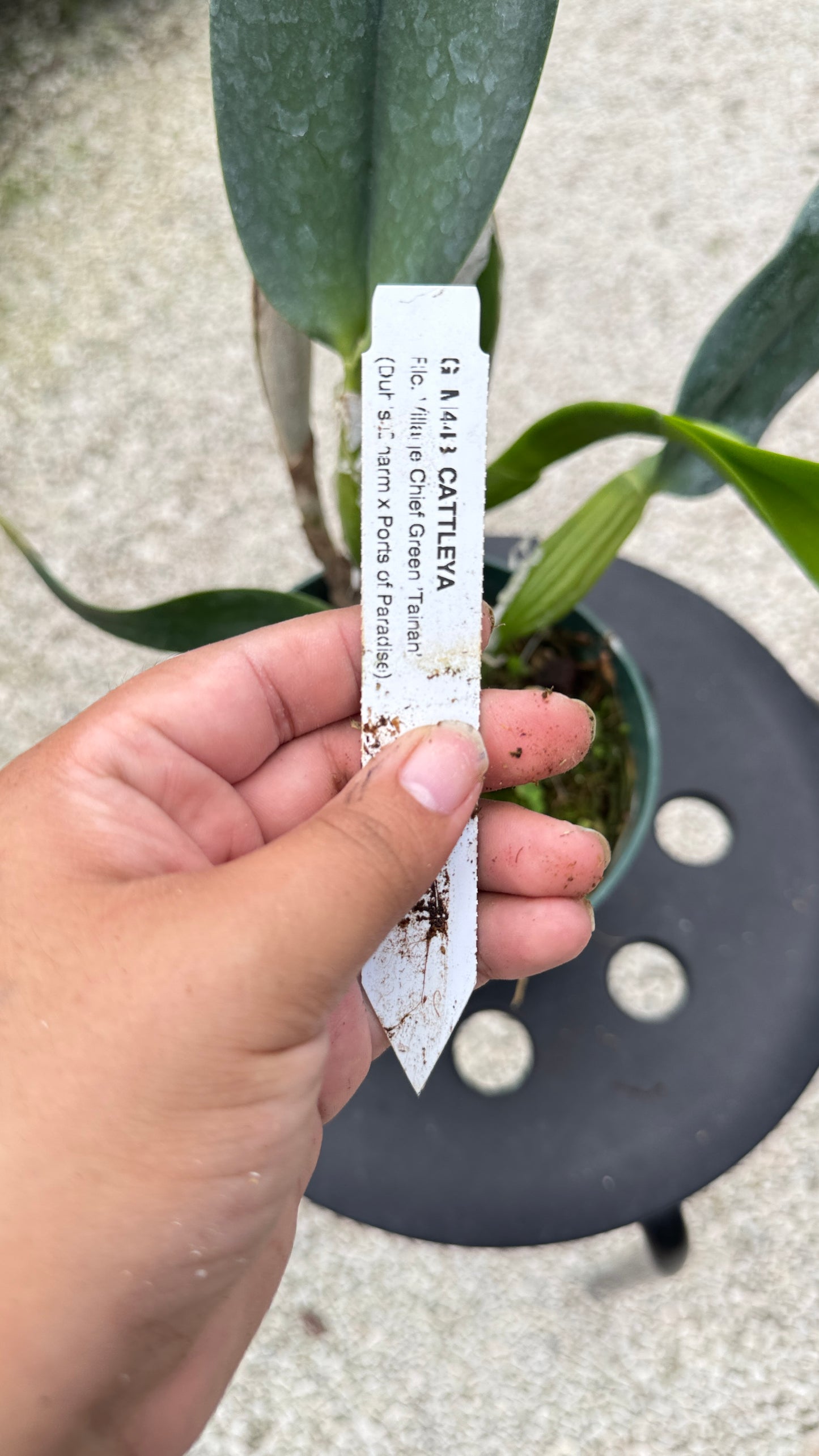 RLC. VILLAGE CHIEF GREEN TAINAN 6" 314