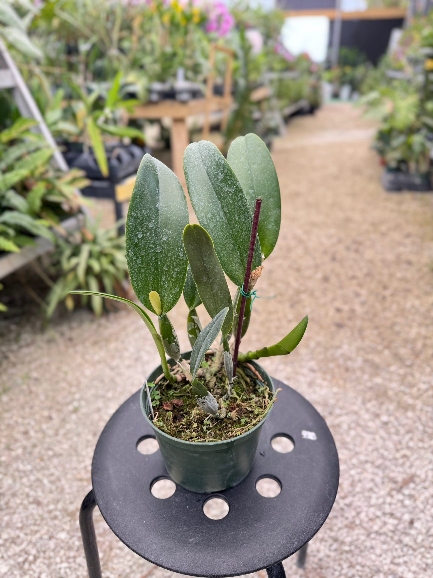 RLC. TAIWAN FANTASY 6" 319