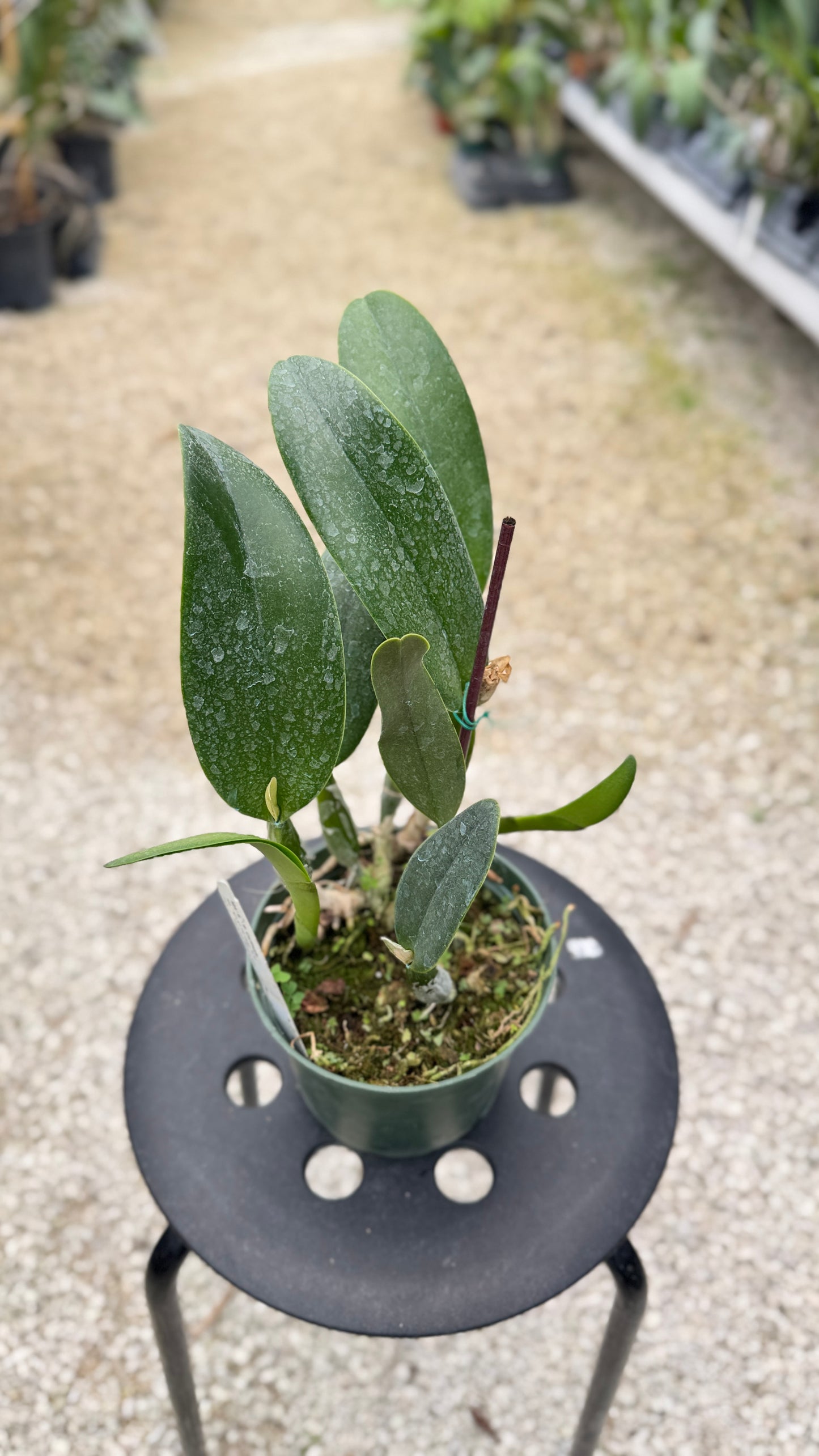 RLC. TAIWAN FANTASY 6" 319