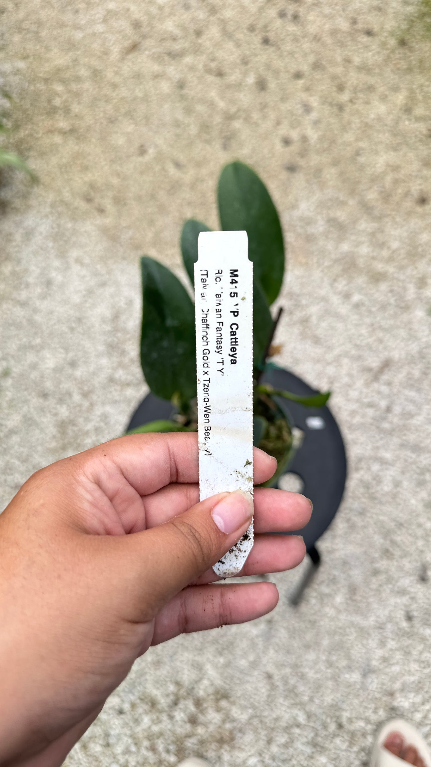 RLC. TAIWAN FANTASY 6" 319