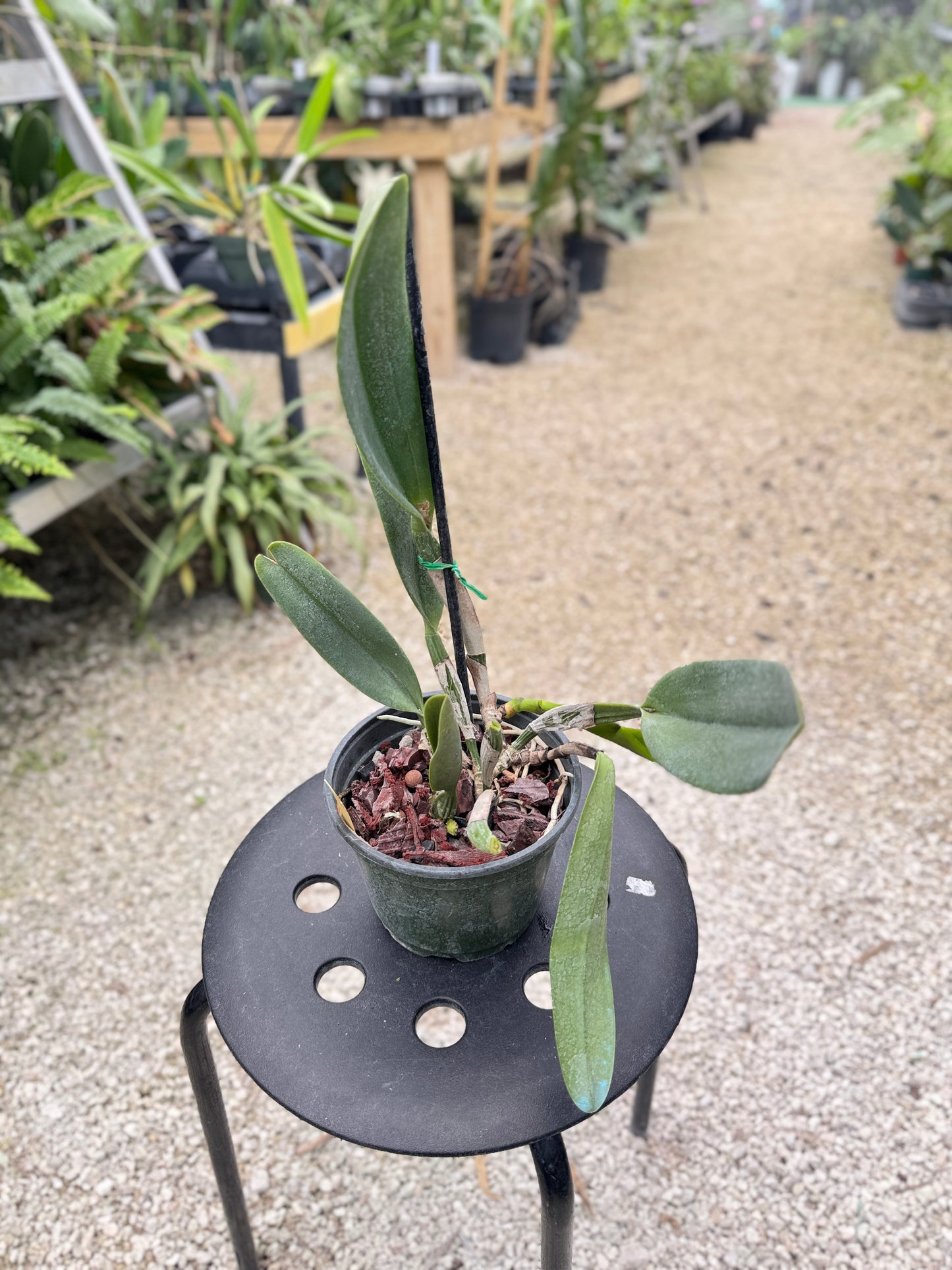 POT. DICK SMITH 'DARK BEAUTY' 6" 322