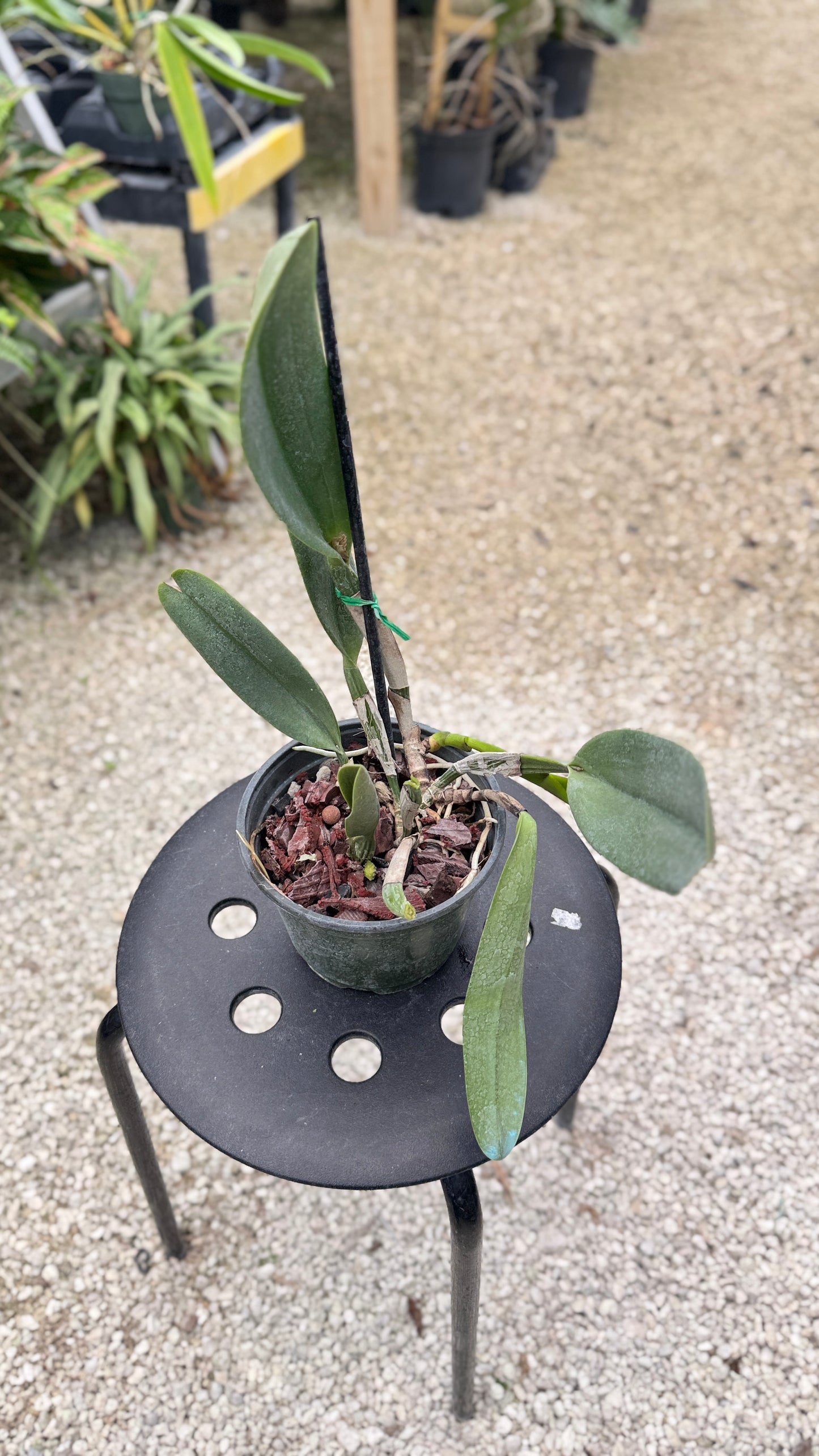 POT. DICK SMITH 'DARK BEAUTY' 6" 322