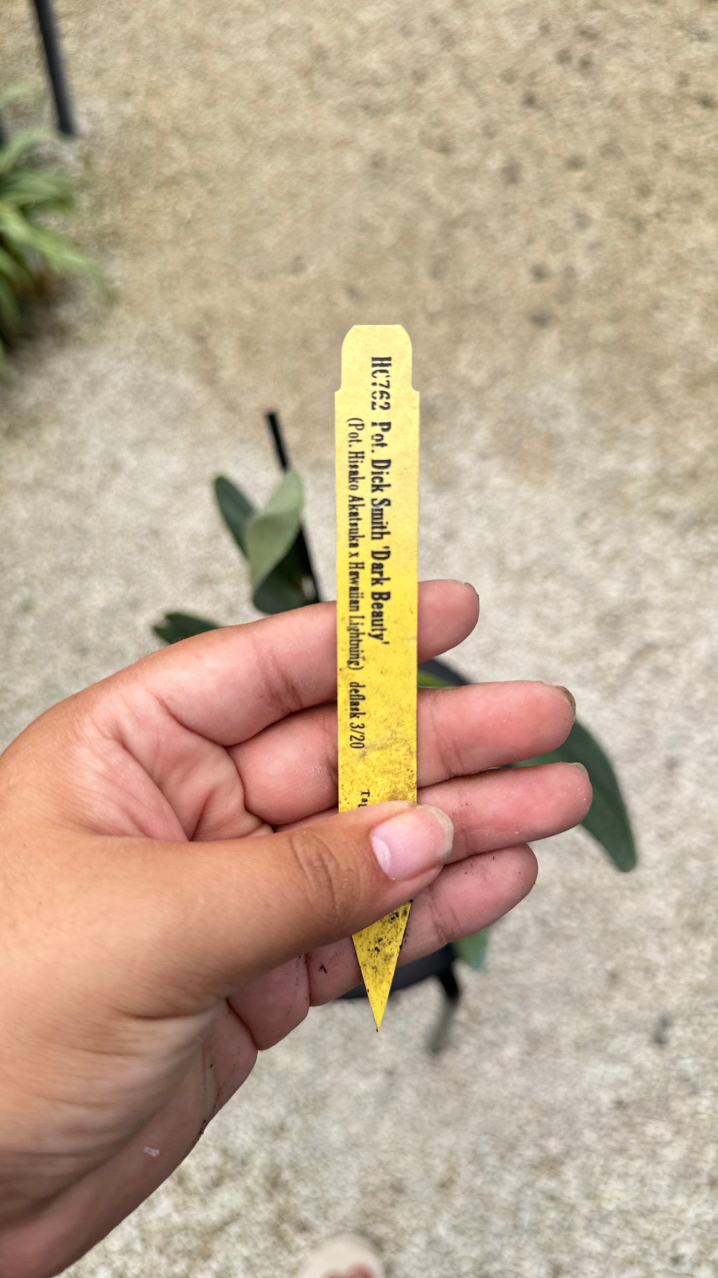 POT. DICK SMITH 'DARK BEAUTY' 6" 322