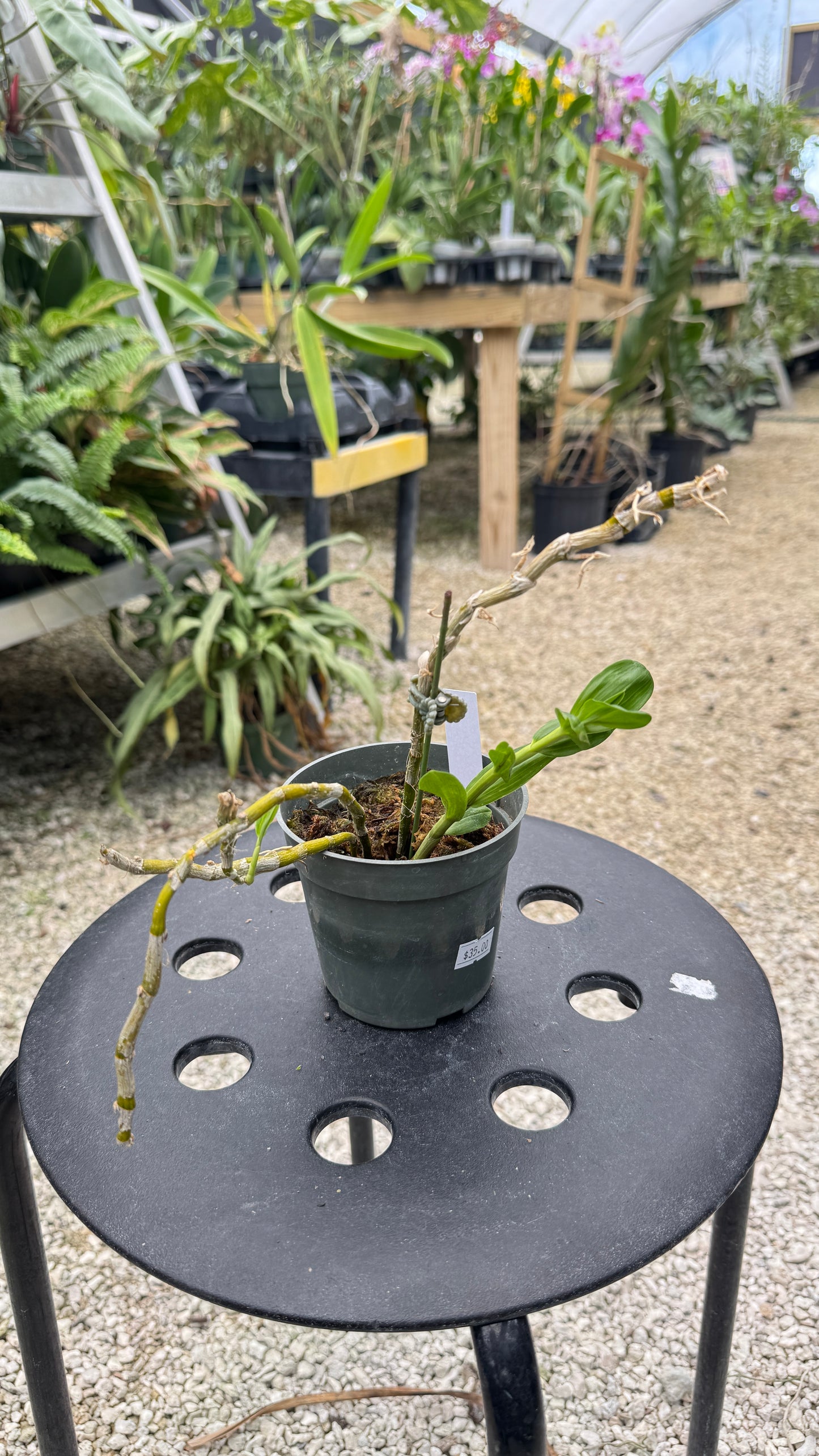 DENDROBIUM STARDUST 4"