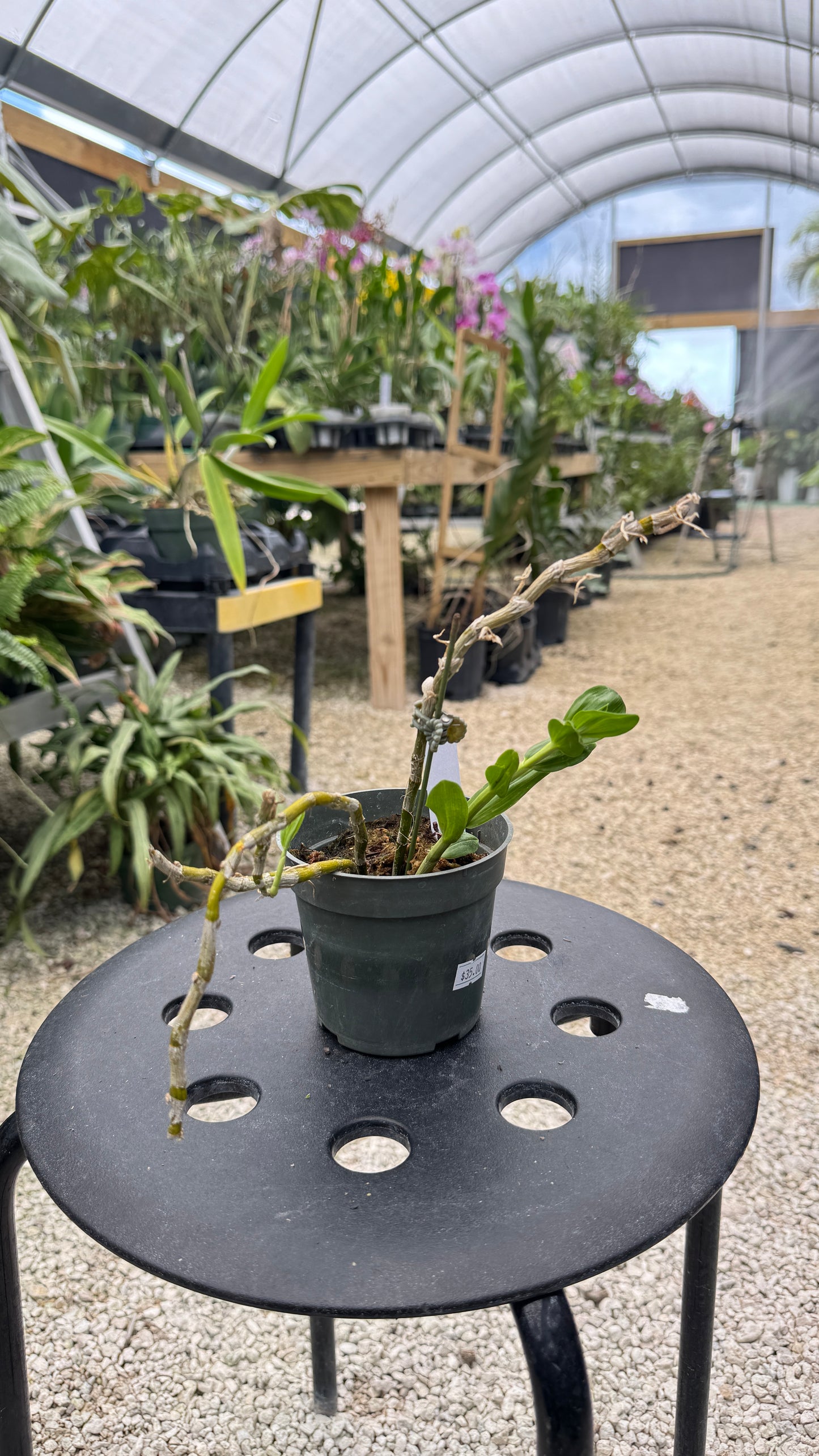 DENDROBIUM STARDUST 4"