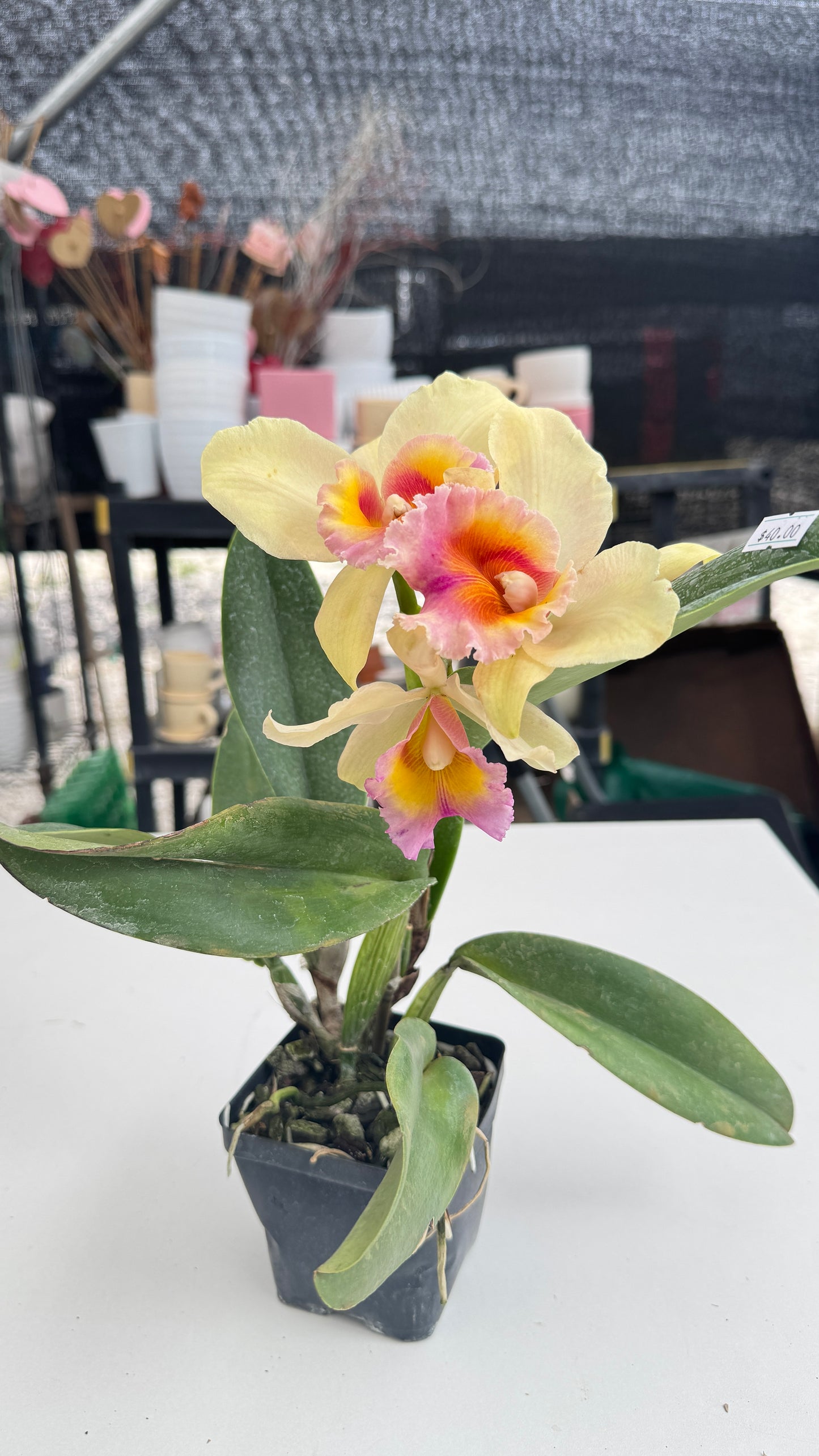 BRASSOLAELIOCATTLEYA HIBRIDA NOBILE BRUNO BRUNO X C. NETRASIRI DARKPRINCE RUBY WX X BLC FORT WATSON MENDEHALL 4"