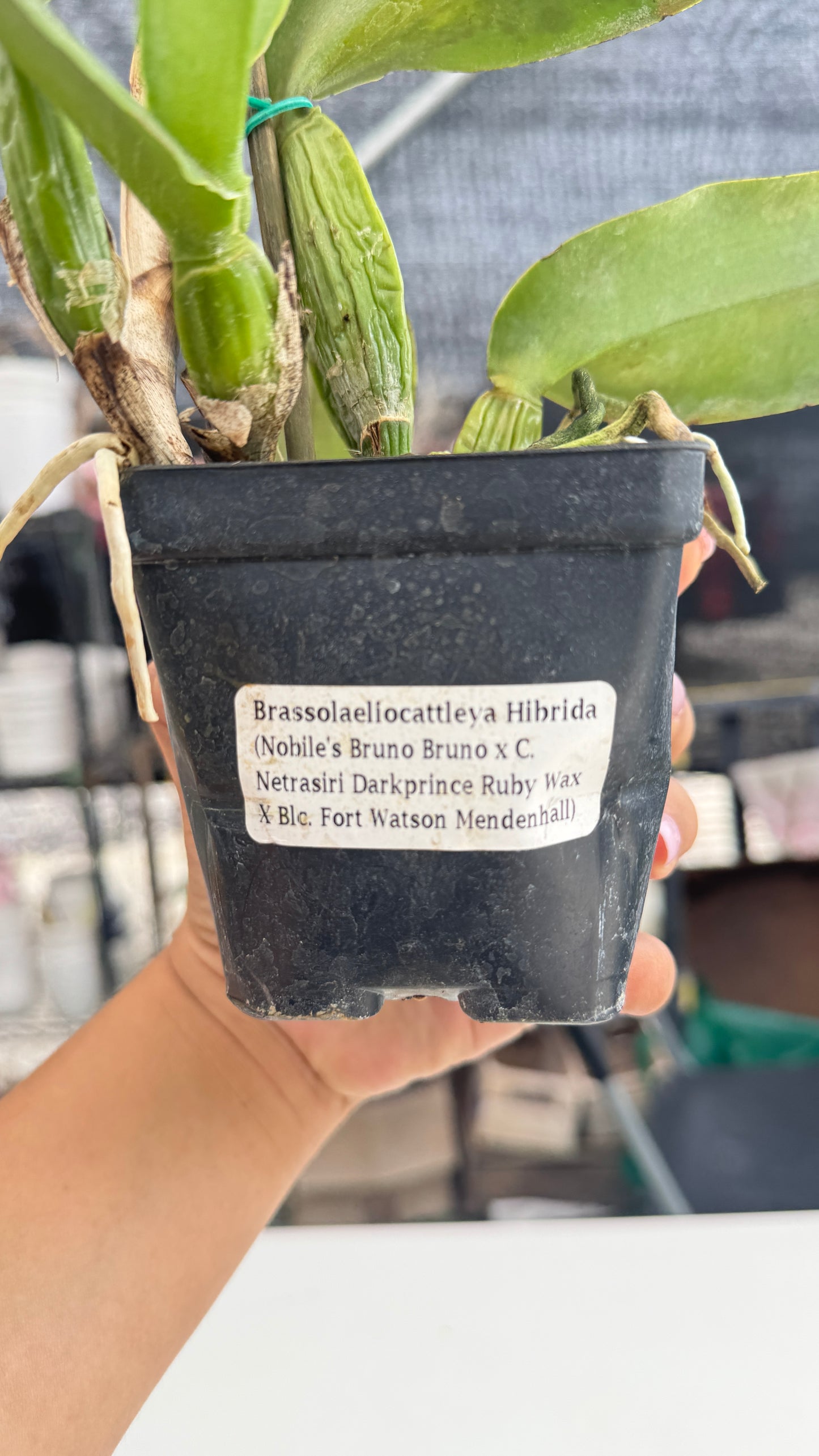 BRASSOLAELIOCATTLEYA HIBRIDA NOBILE BRUNO BRUNO X C. NETRASIRI DARKPRINCE RUBY WX X BLC FORT WATSON MENDEHALL 4"