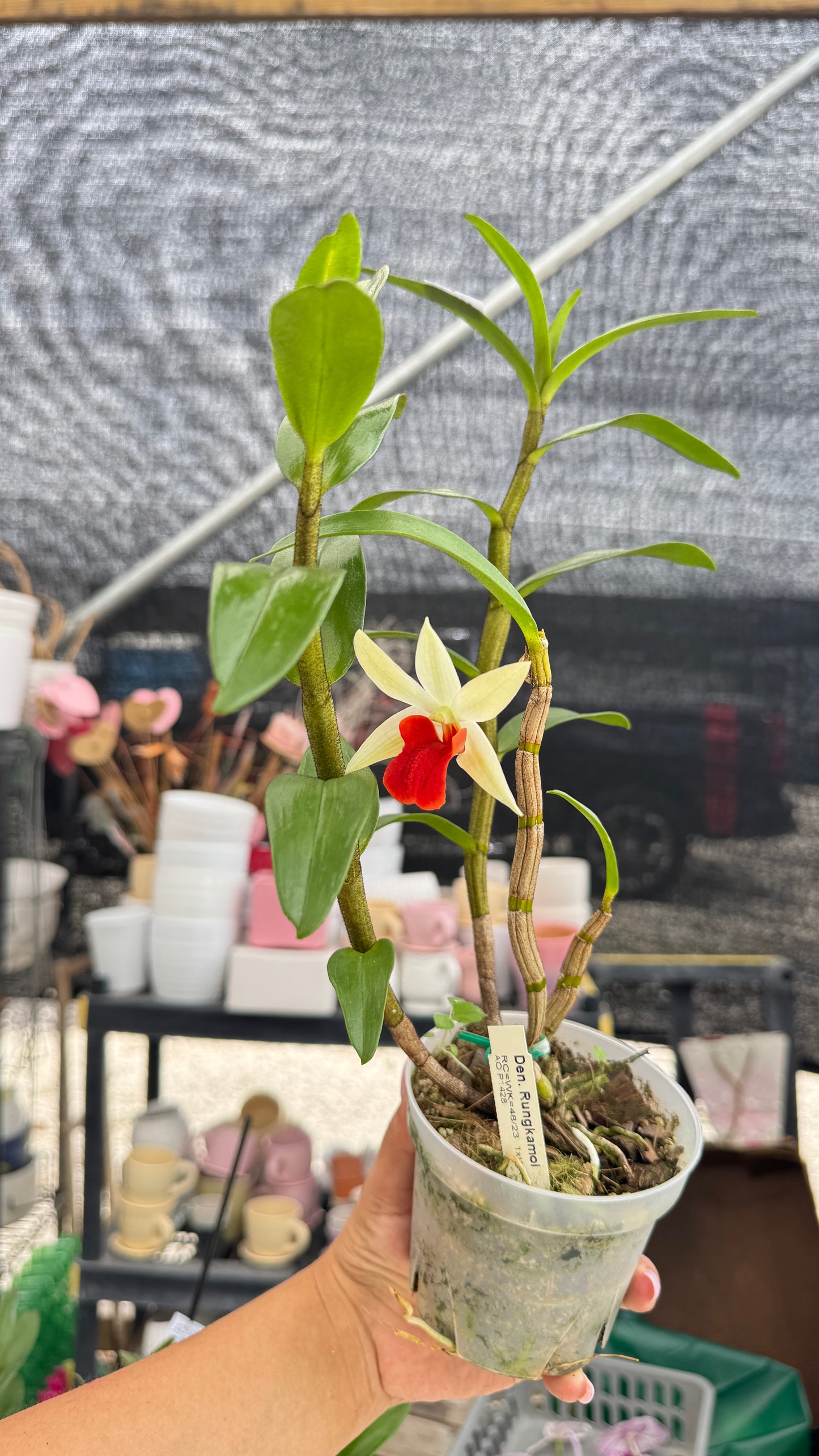 DENDROBIUM RONGKAMOOL 4"