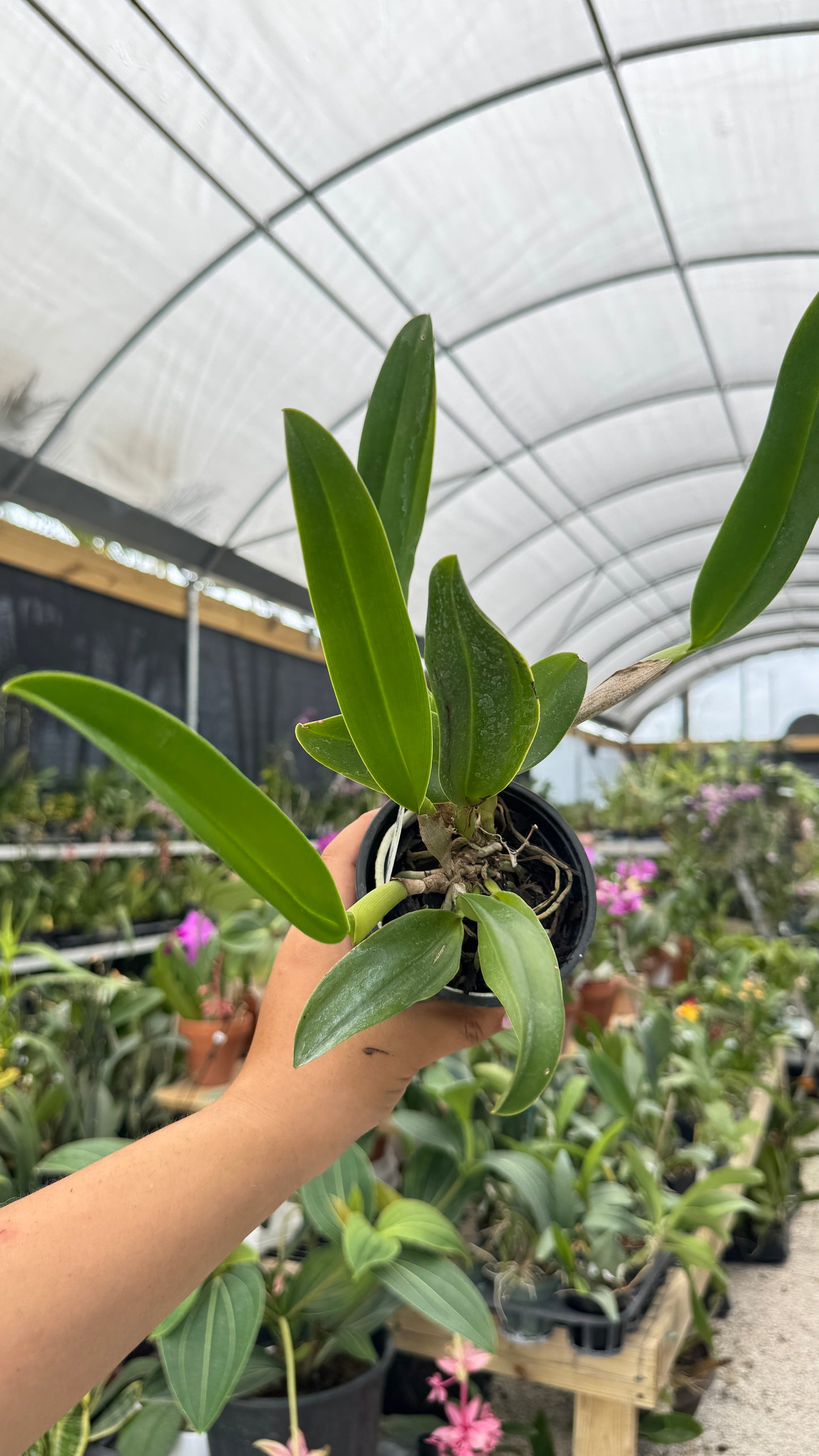 RLC. MISS THAILAND CHUTIMA 4"