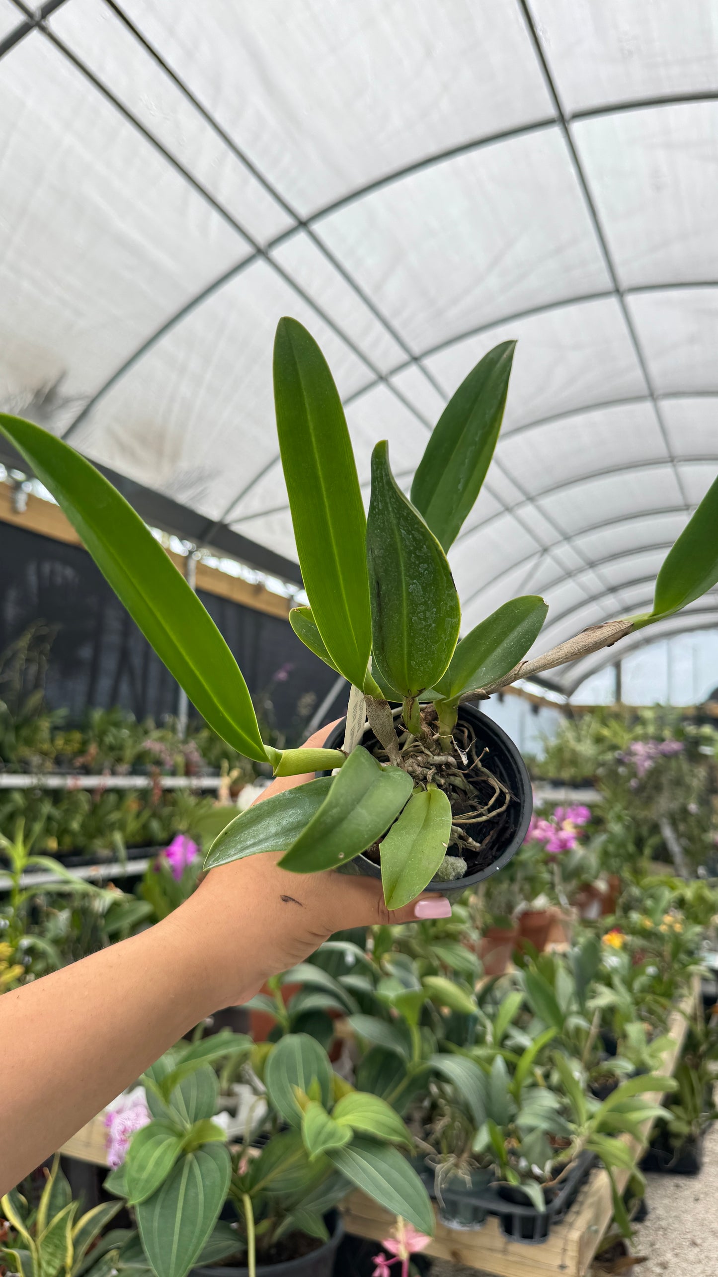 RLC. MISS THAILAND CHUTIMA 4"