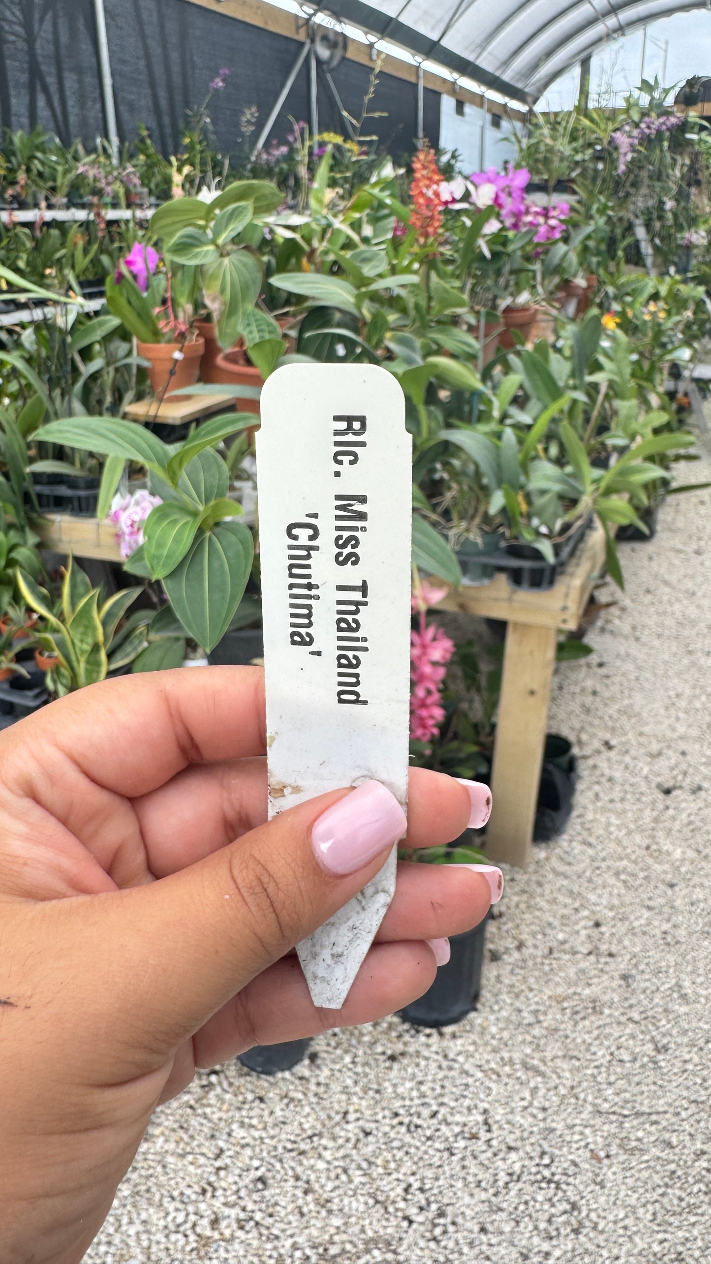 RLC. MISS THAILAND CHUTIMA 4"