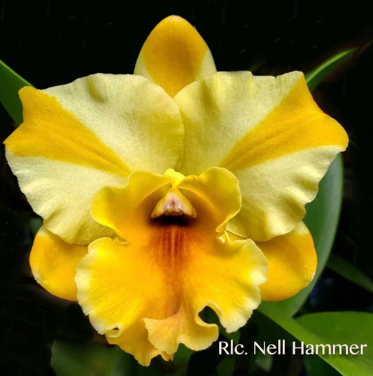 Rth. Nell Hammer (0022) NO FLOWER