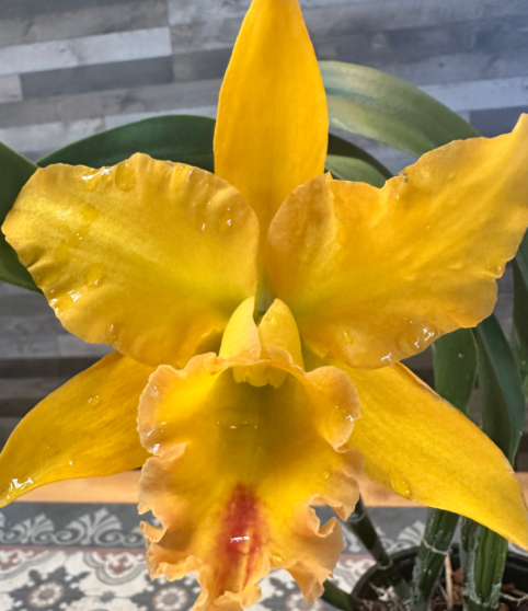 Rth. Sunrise passion 6" (0023) NO FLOWER