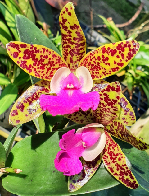 CTT. Ratsima Spot 6" (0030) NO FLOWER