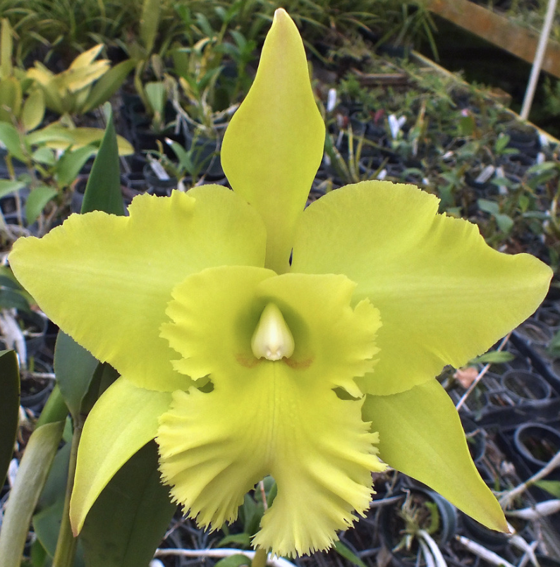 RLC. BIRD PORTS OF PARADISE 'GREEN CHING HUA' 6" (308)